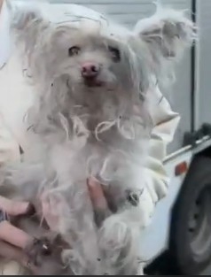 Найдена собака в Королёве — фото объявления