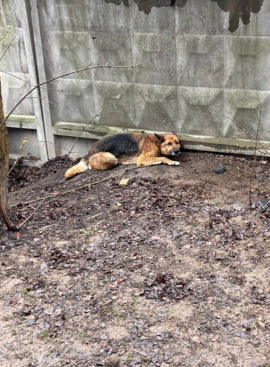 Пропала собака в Королёве — фото объявления