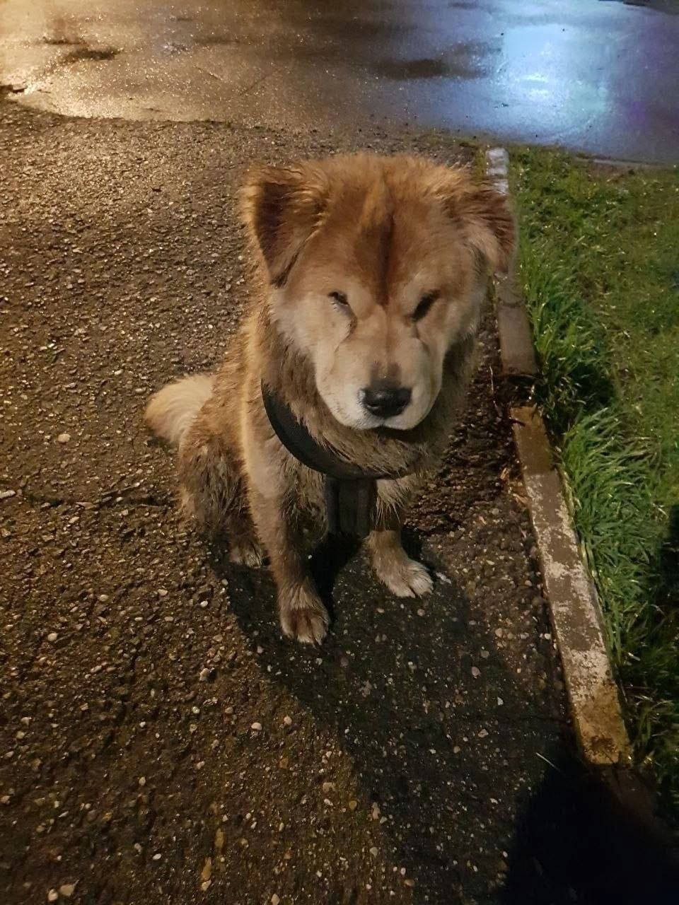 Пропала собака в Мытищах — Upd: найден