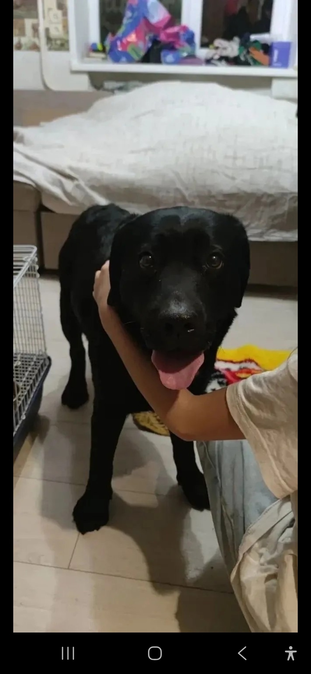 Найдена собака в Мытищах — фото объявления