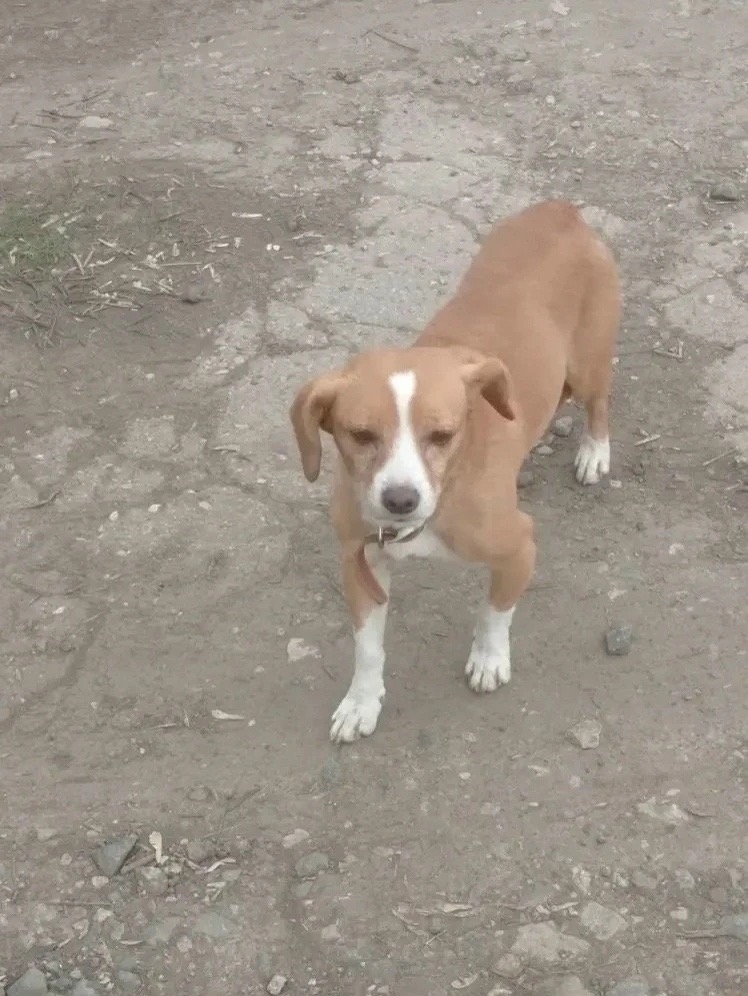 Объявление о питомце в Другие города