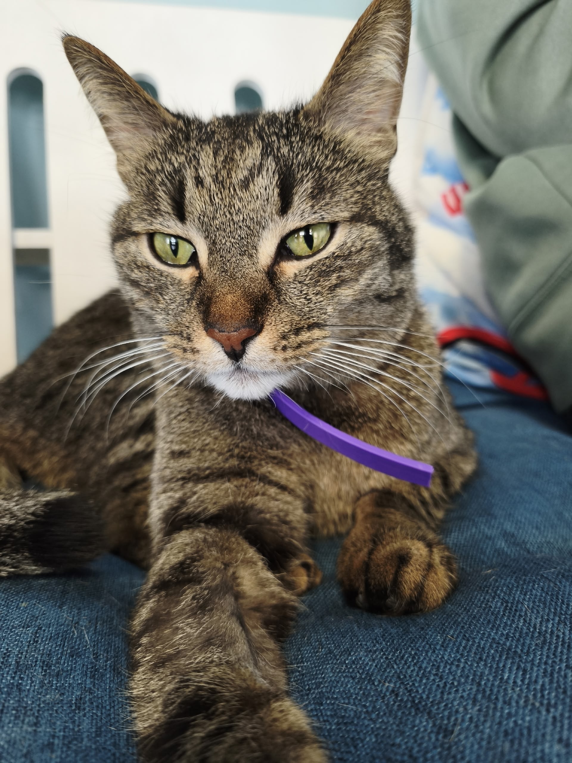 Объявление о питомце в Другие города