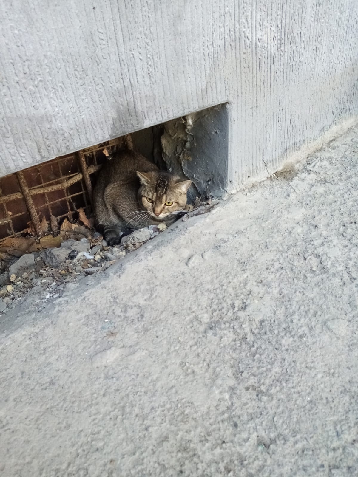 Объявление о питомце в Таганроге — Чей котик , появился сегодня, , сидит возле дома по Шило, может кто заберет , а то здесь…