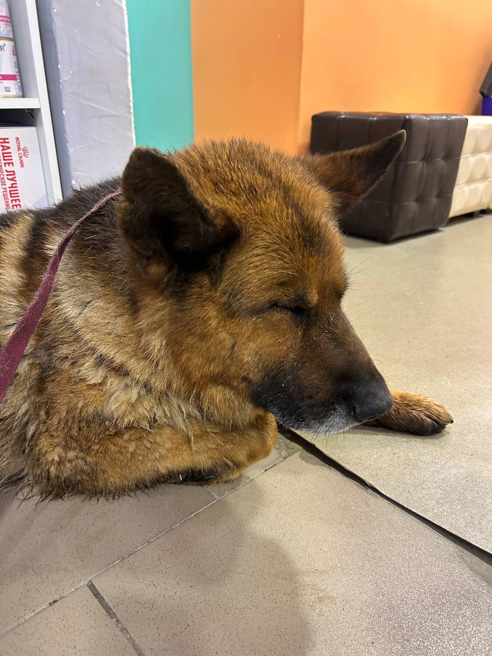 Пропала собака в Казани — фото объявления