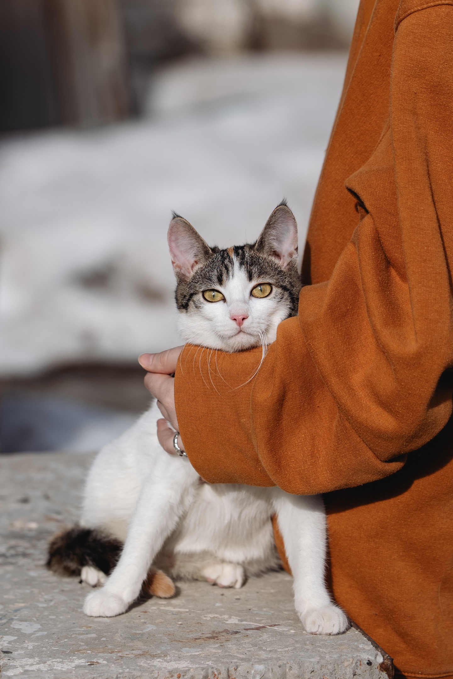 Найдена собака в Казани — фото объявления