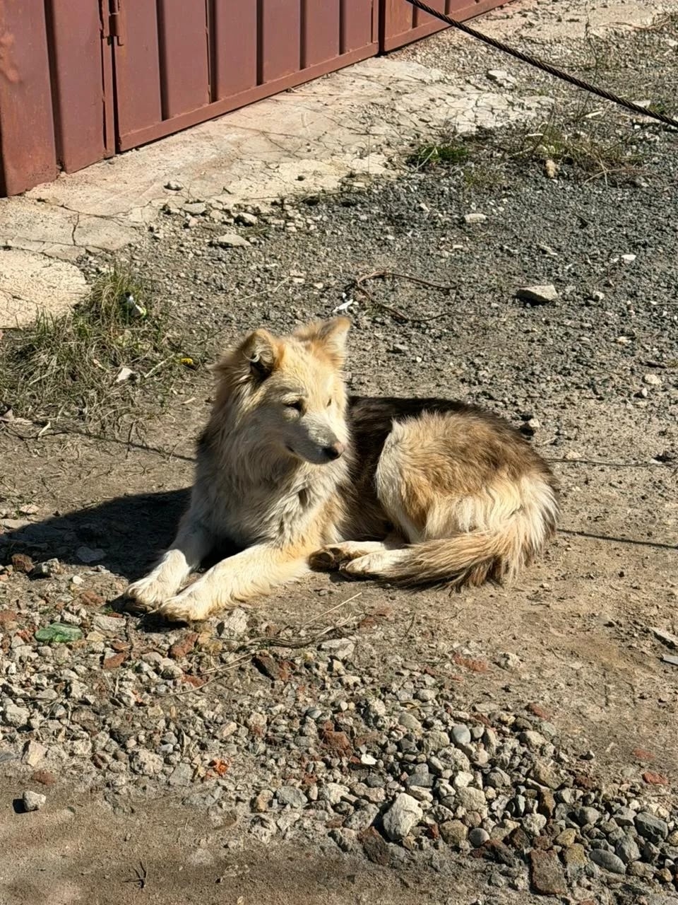 Пропала собака в Казани — фото объявления
