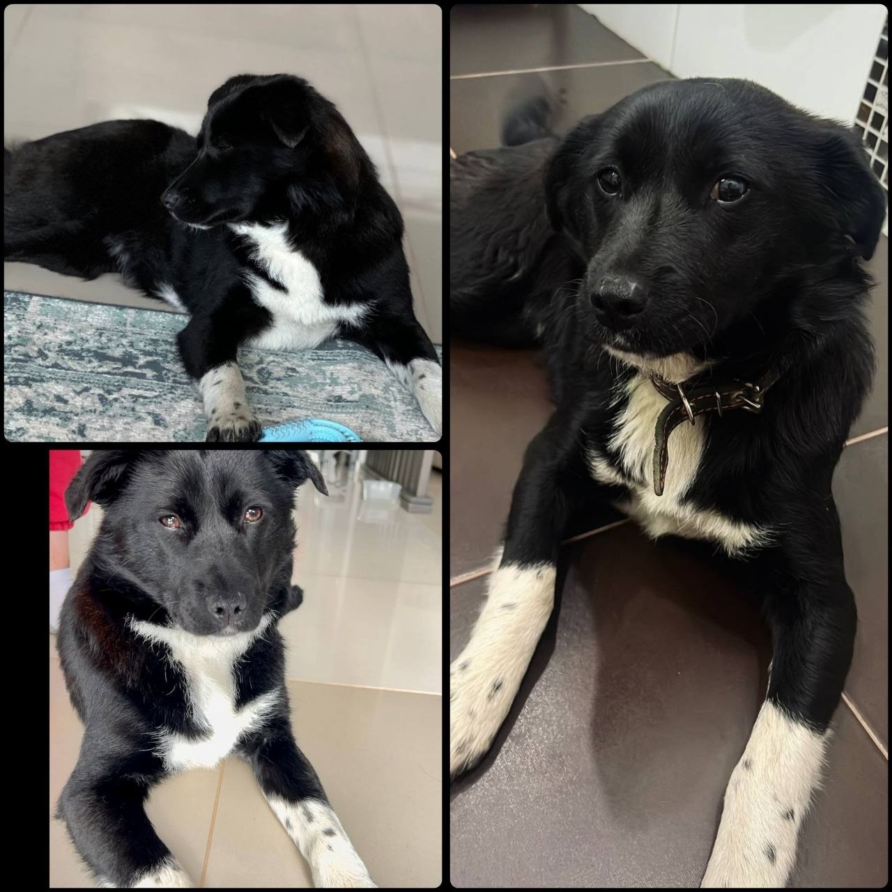 Найдена собака в Казани — фото объявления