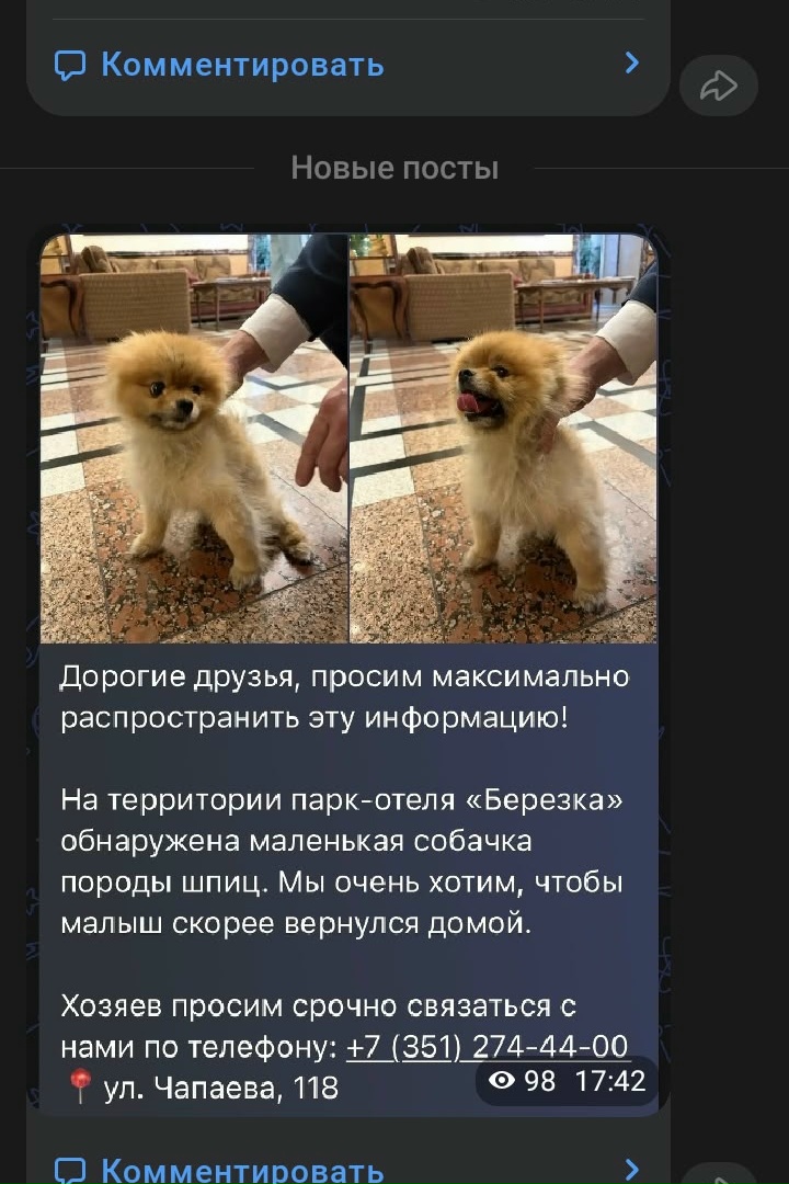 Объявление о питомце в Других городах Объявление о питомце в Других городах — фото объявления