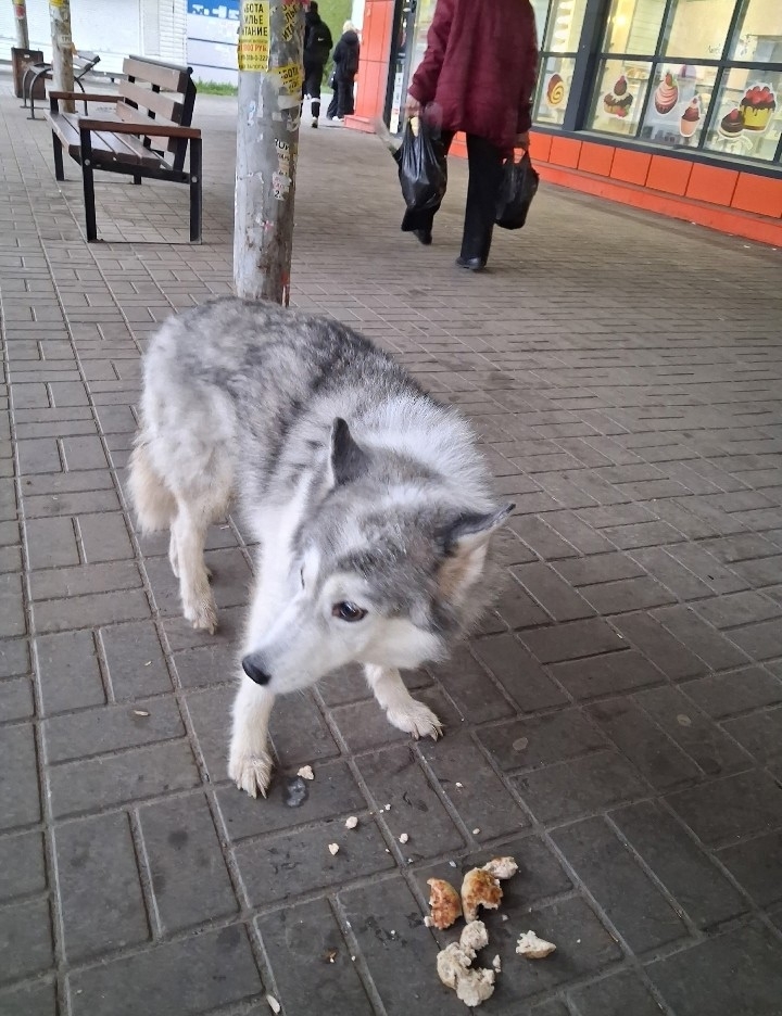 Найдена собака в Других городах — фото объявления