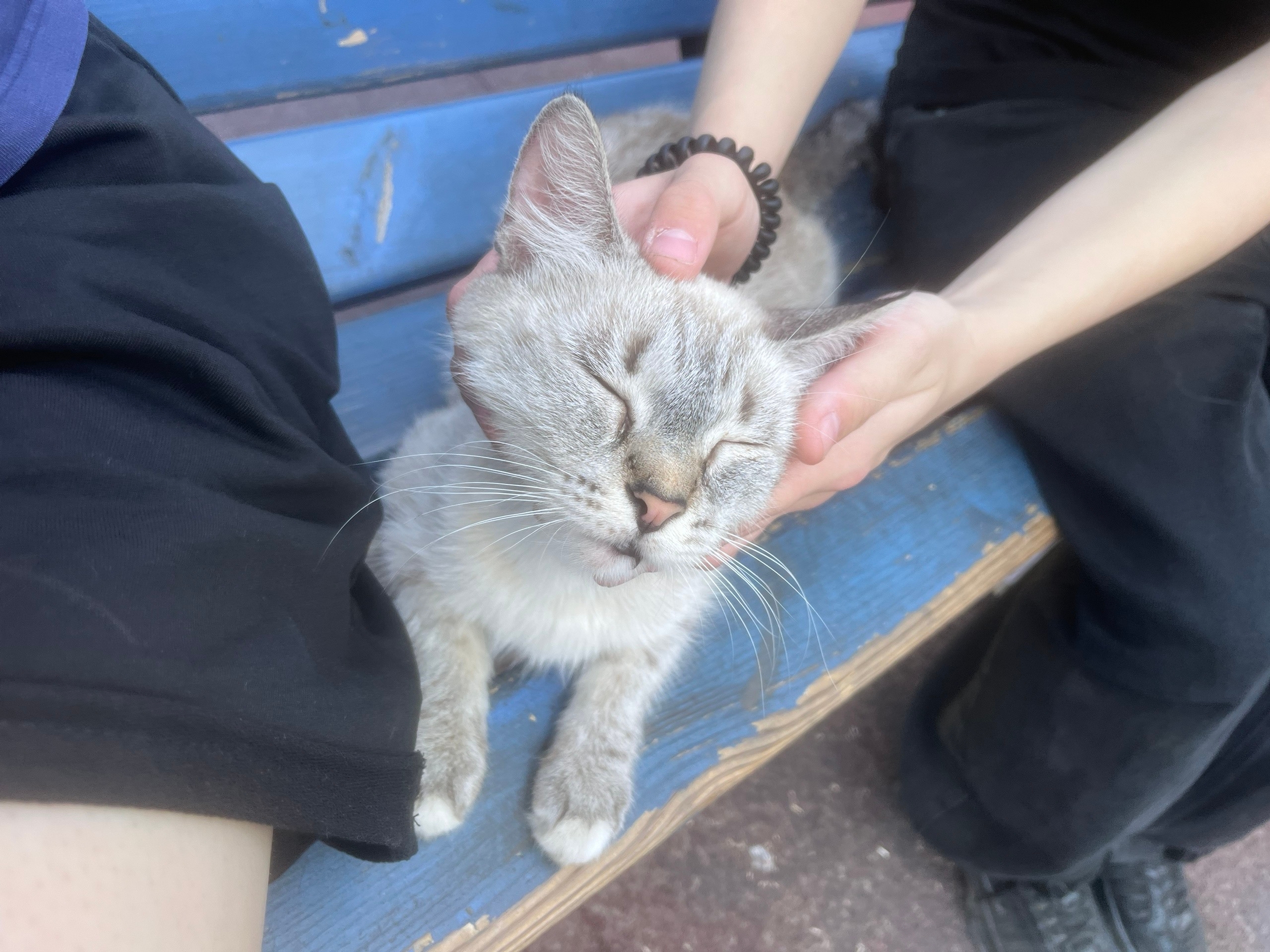 Найдена собака в Других городах — фото объявления