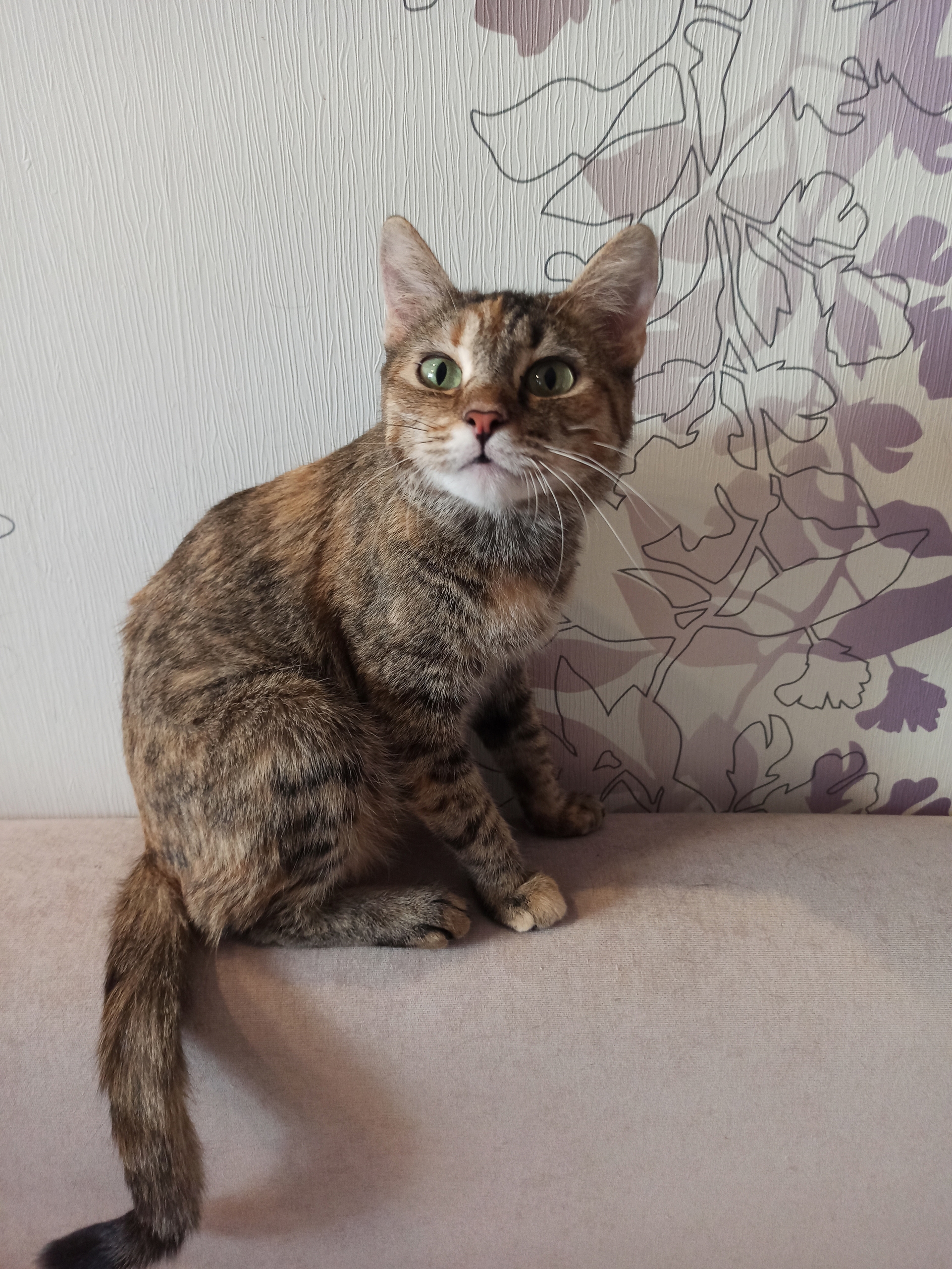 Найдена собака в Омске — фото объявления