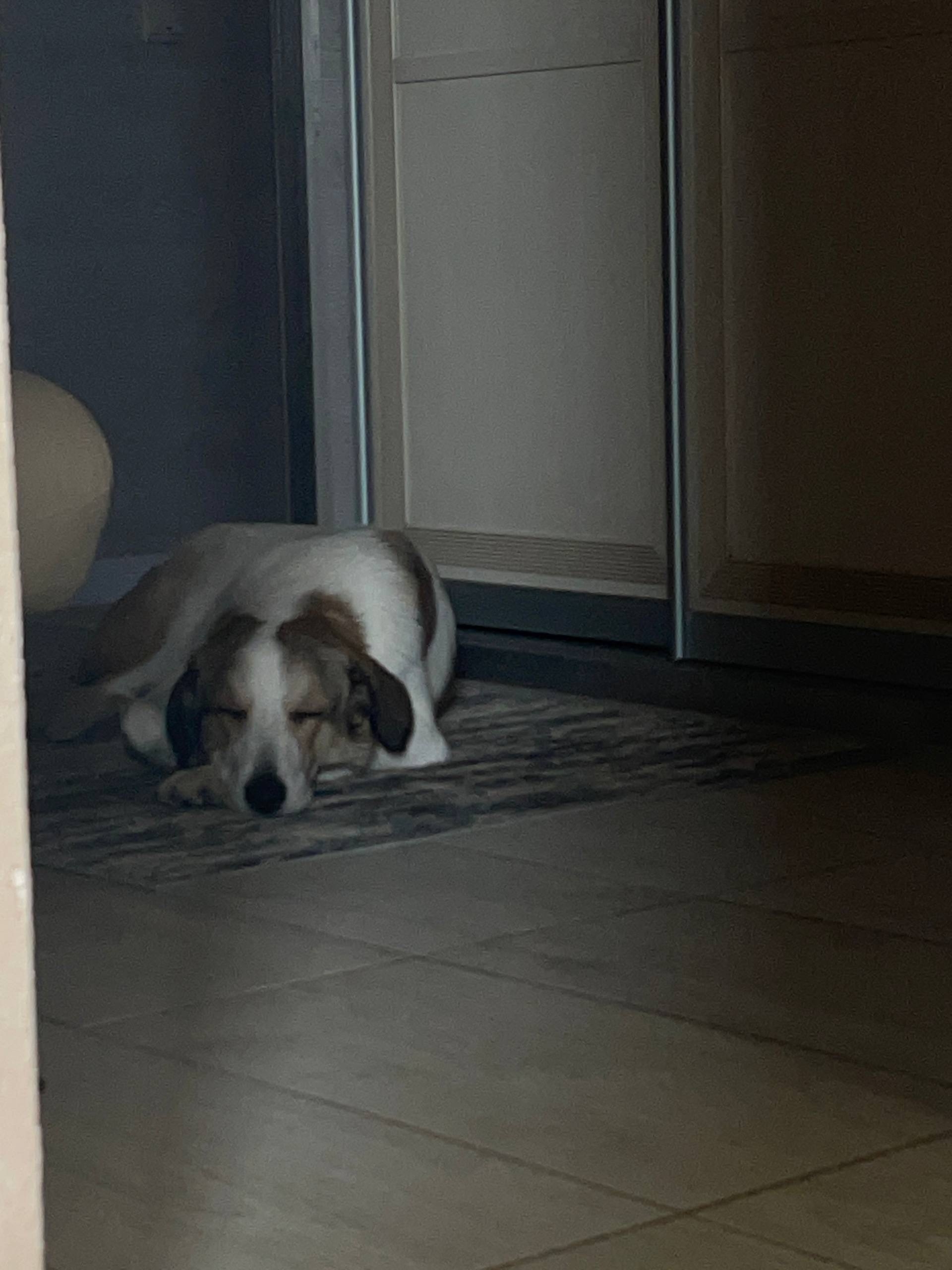 Объявление о питомце в Воронеже — И ещё один фотоприветик прилетел! Узнали? Это прекрасный Микки! 🐶