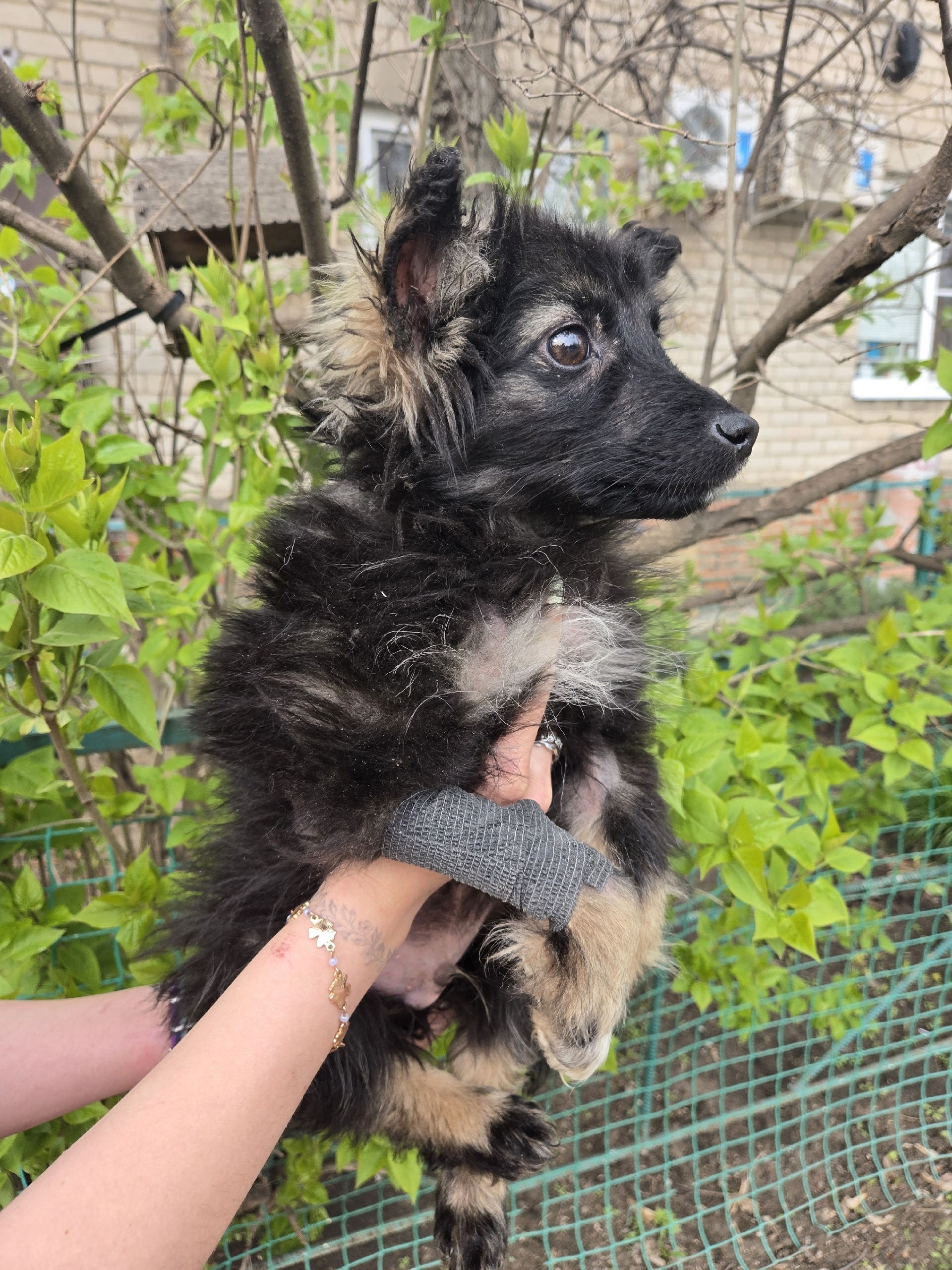 Найдена собака в Воронеже — фото объявления