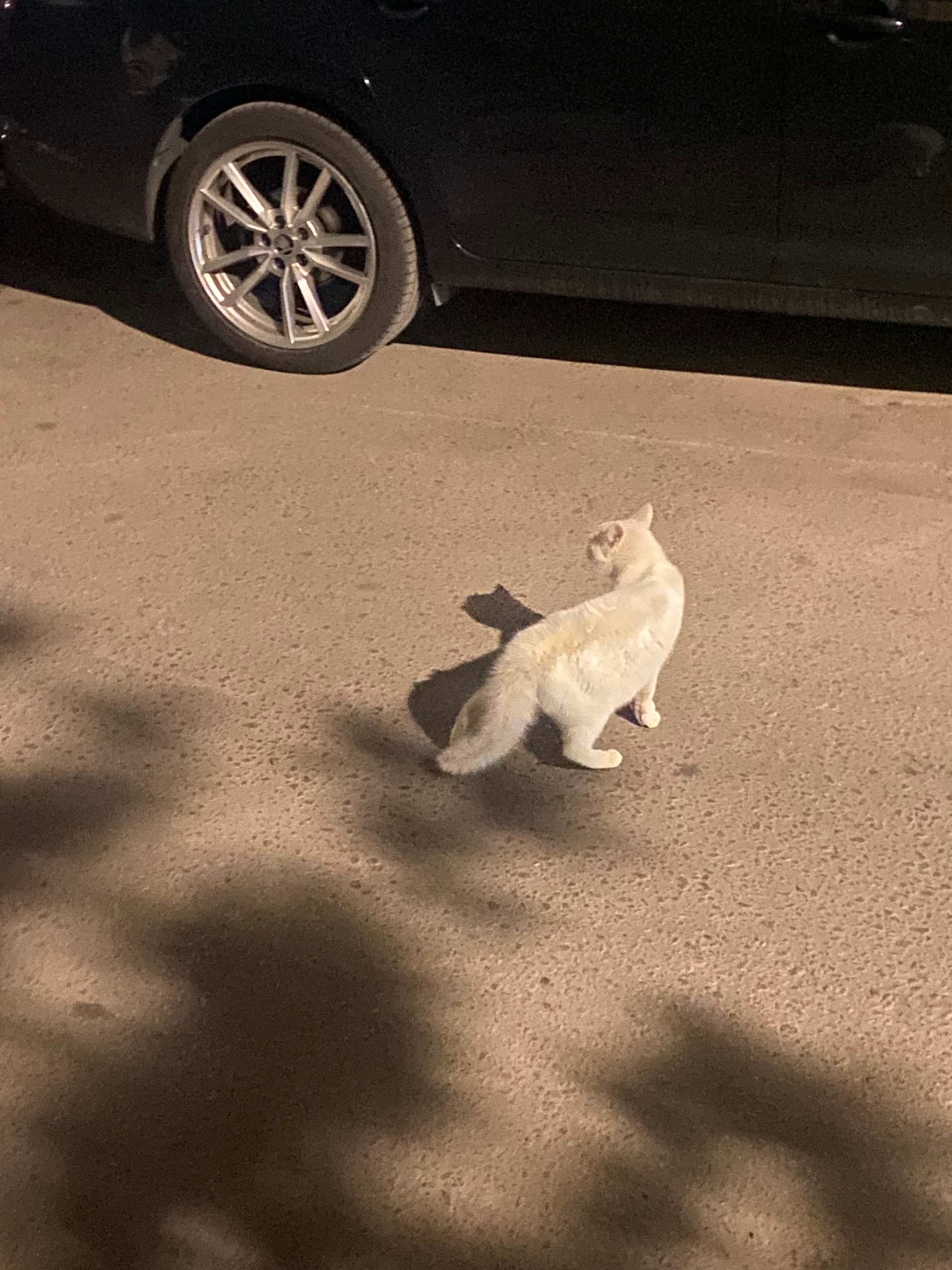 Найдена кошка в Воронеже — фото объявления