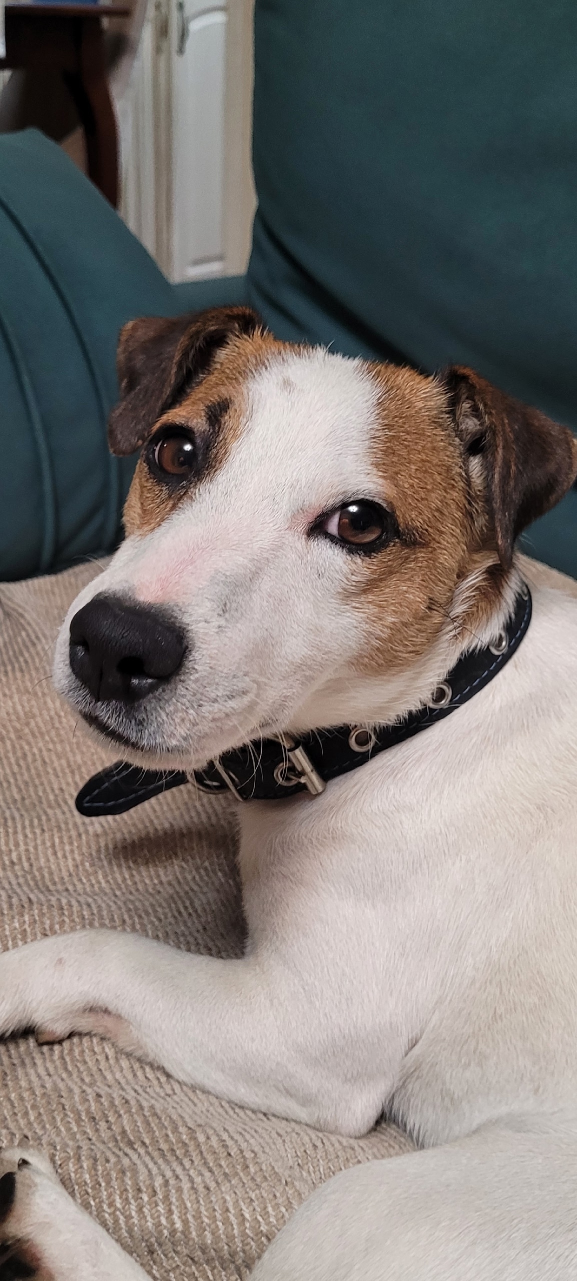 Найдена собака породы джек рассел. Собака бежала вдоль проезжей части несколько остановок. Людей обходила стороной, но к детям подошла. Дети поймали. Собаки не пугливая. Не боится людей, собак, машин.