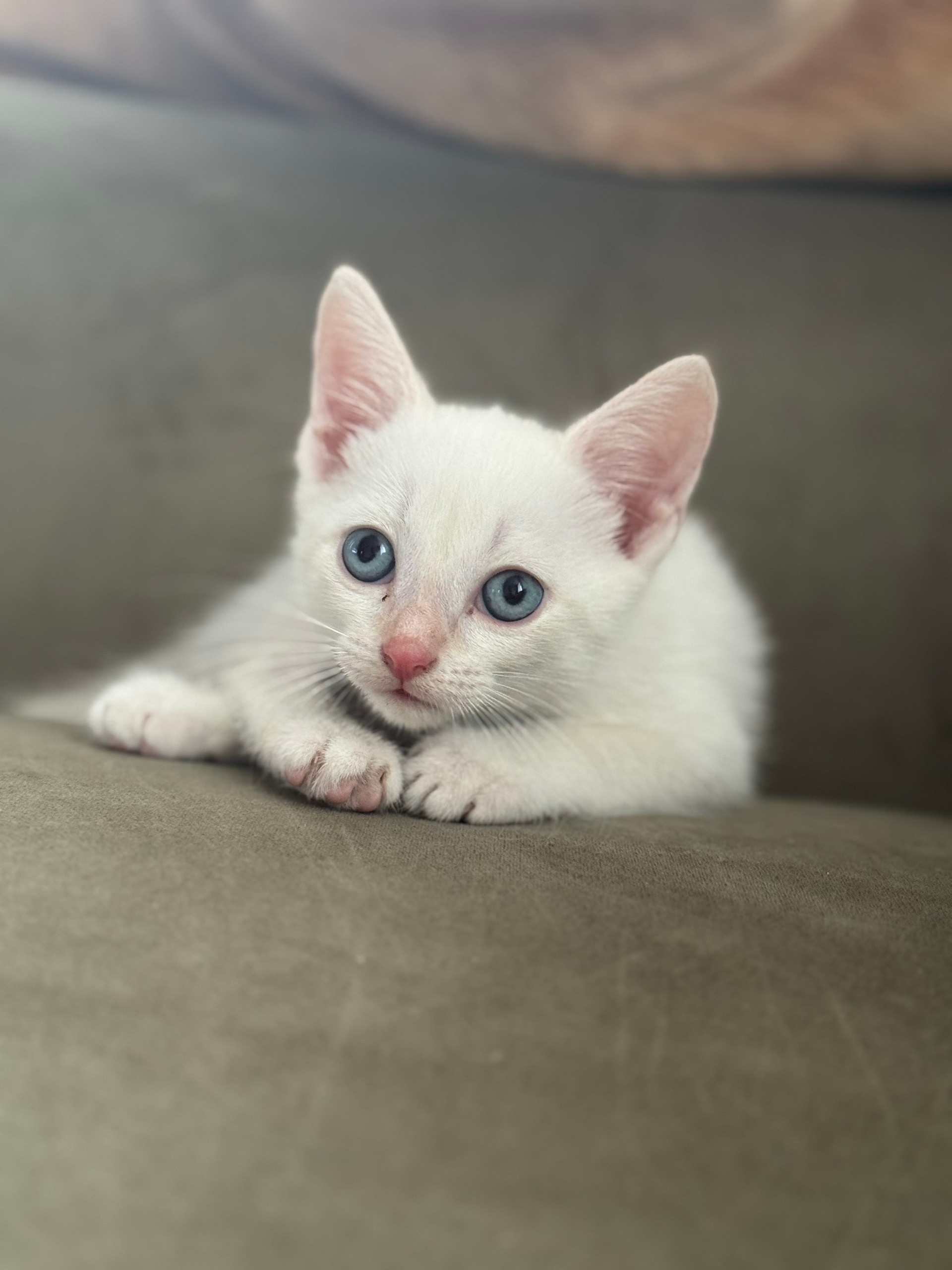 Найден питомец в Другие города