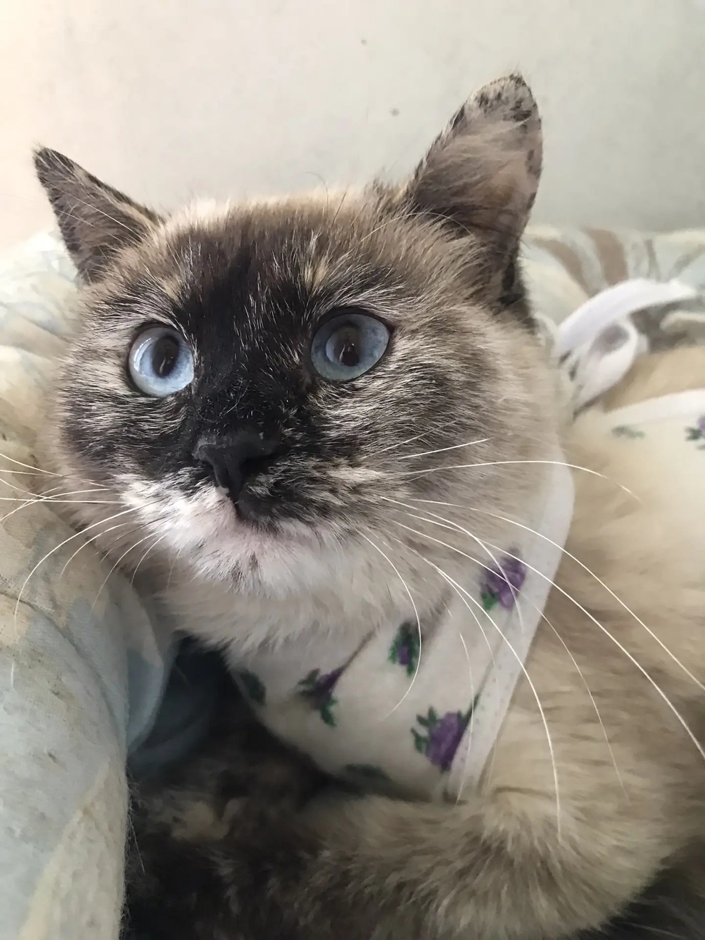 Найден питомец в Другие города