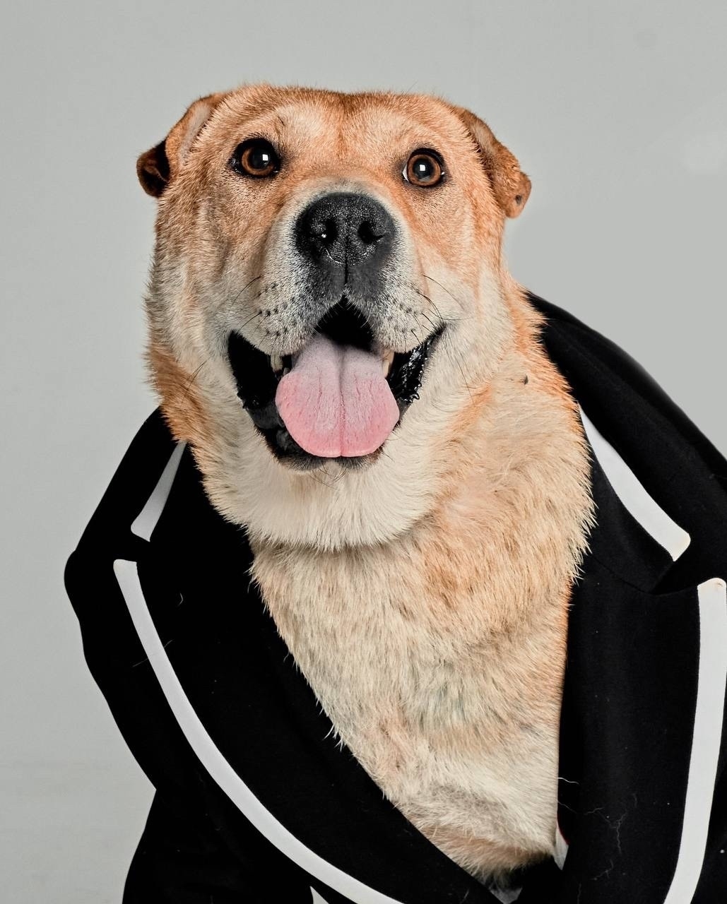 Найдена собака в Других городах — фото объявления