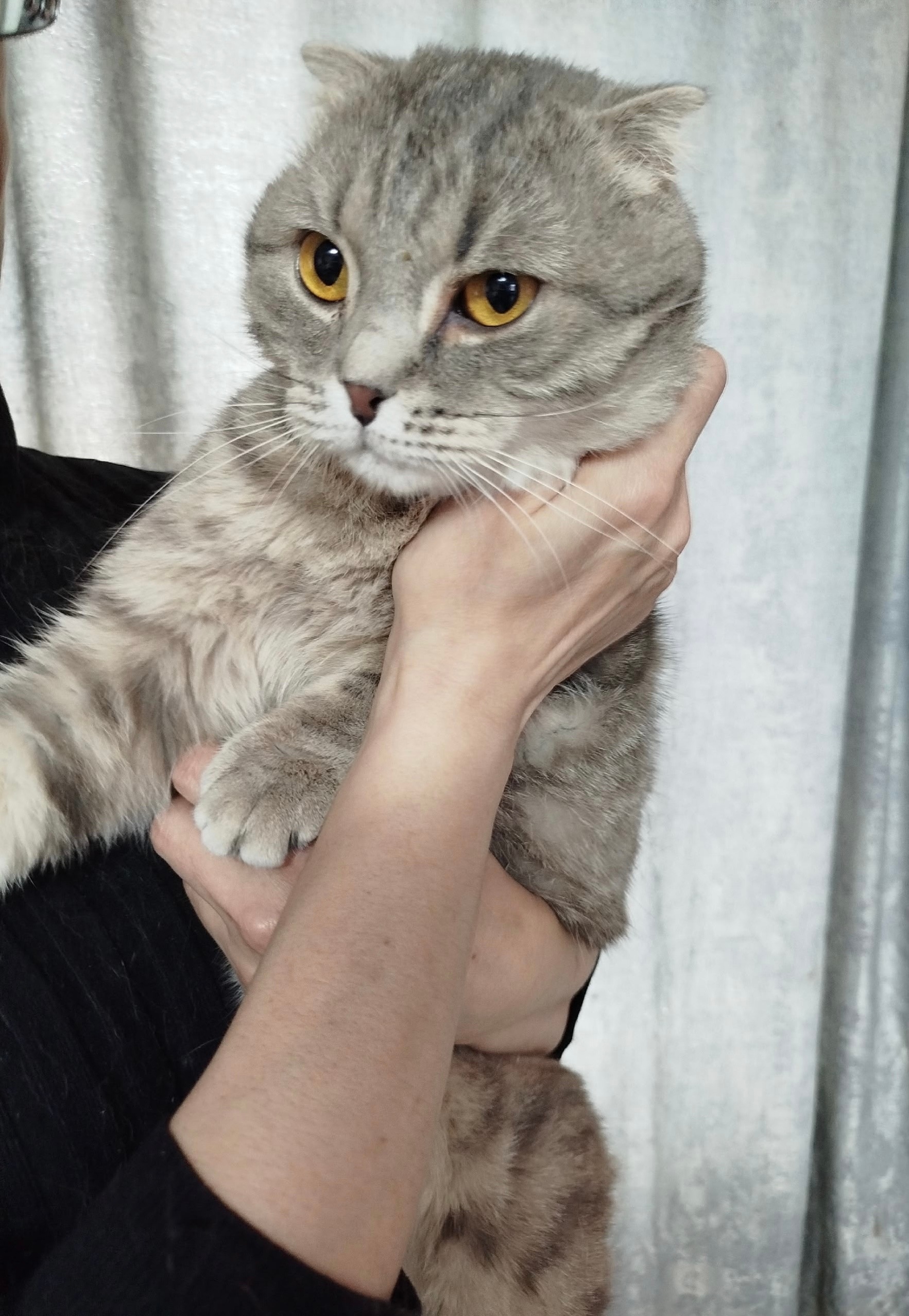 Найдена кошка в Екатеринбурге — фото объявления