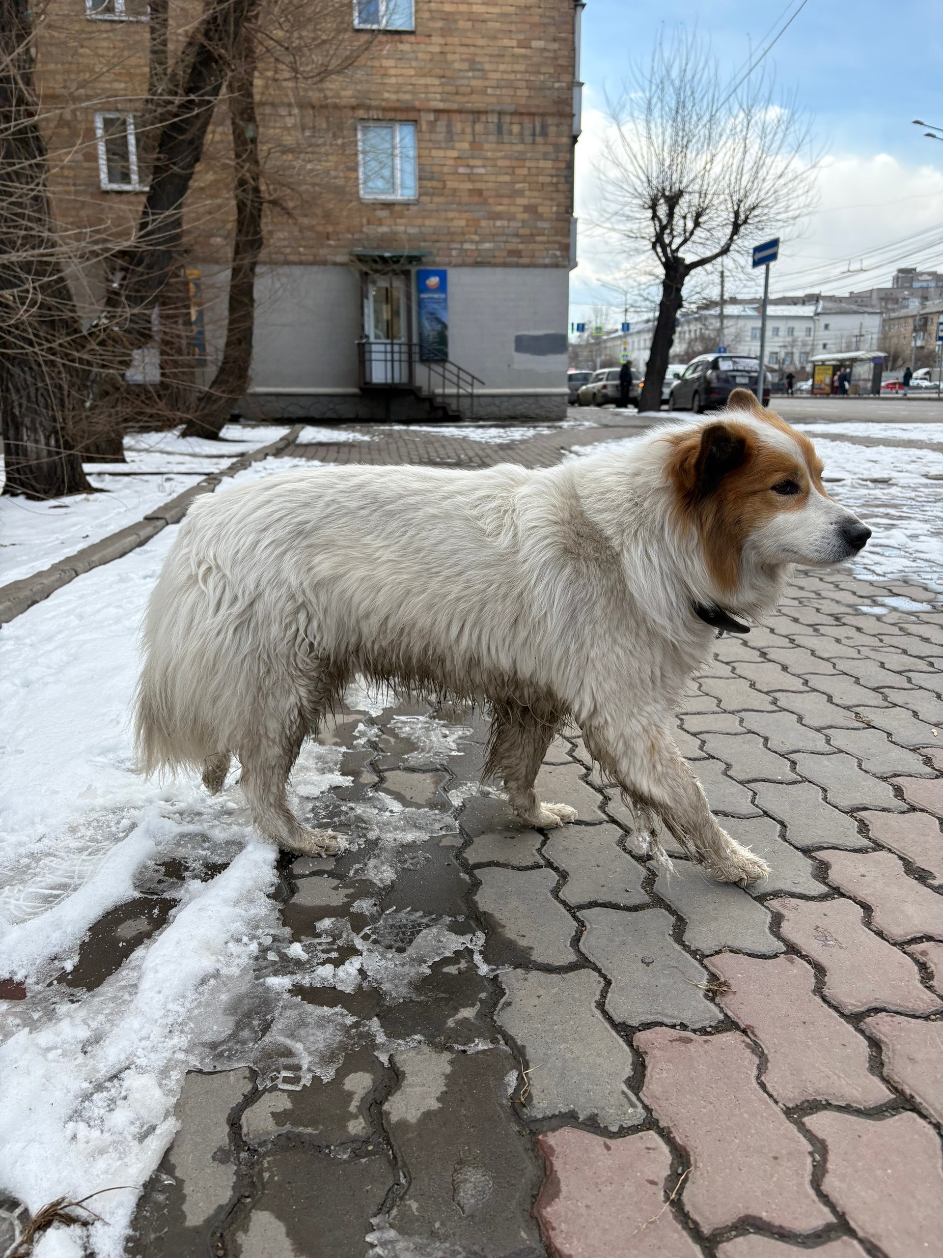 Пропала собака в Красноярске — фото объявления
