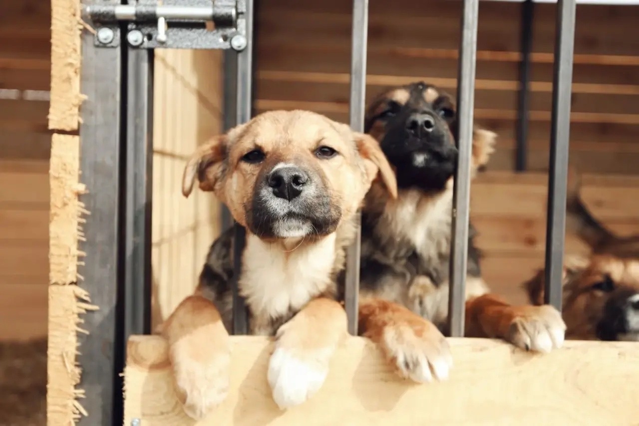 Объявление о питомце в Красноярске — фото объявления