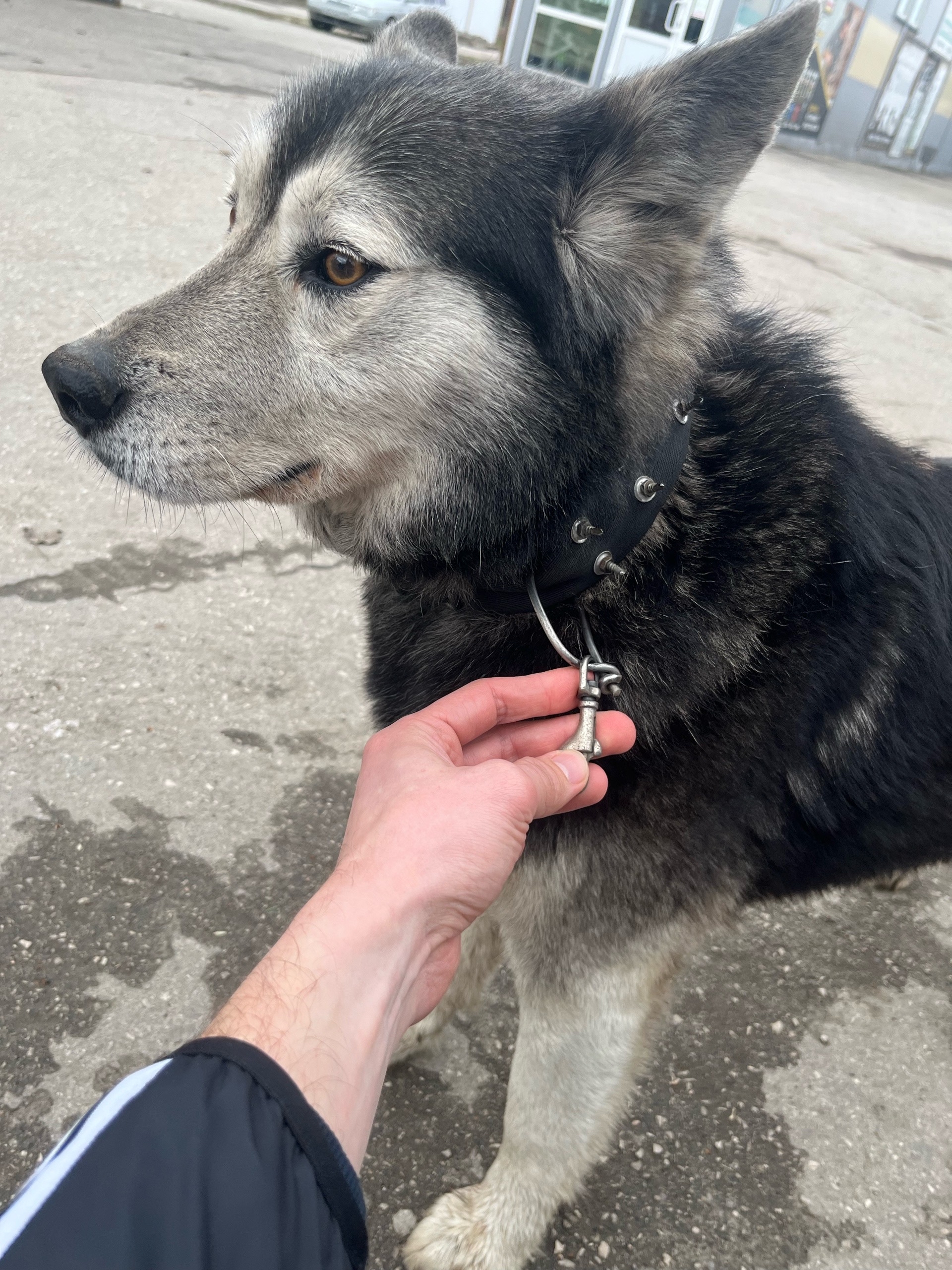 Пропала собака в Тольятти — фото объявления