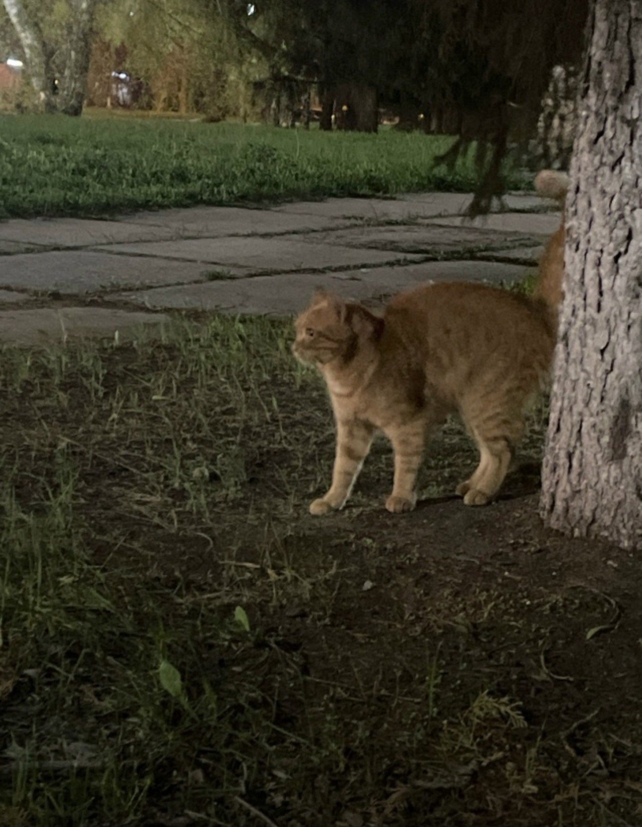 Найдена кошка в Тольятти — фото объявления