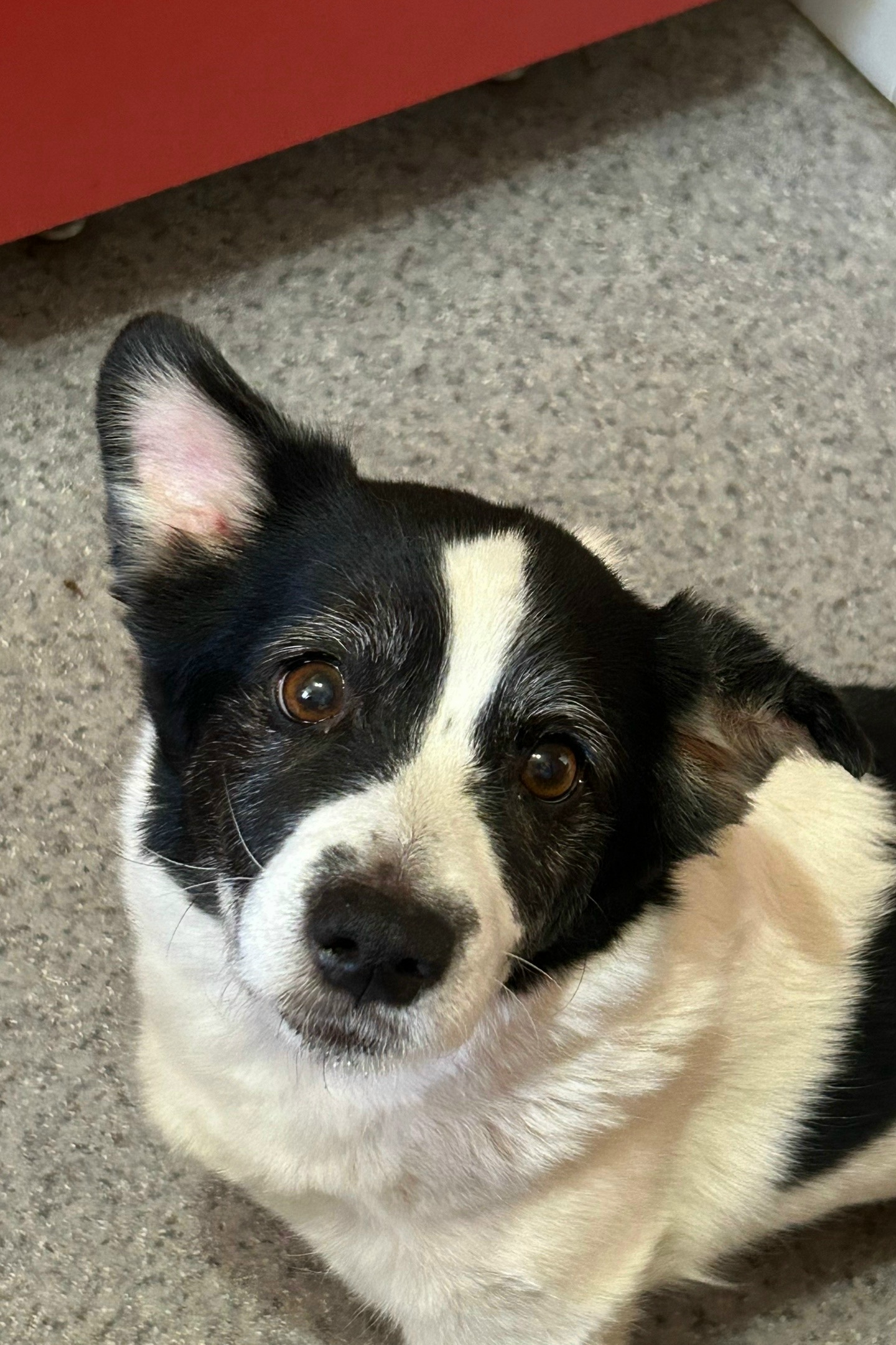 Объявление о питомце в Тюмени — Добрый день,девочка ищет себе дом,очень спокойная и ласковая собака,нашли на улице,хозяин не…