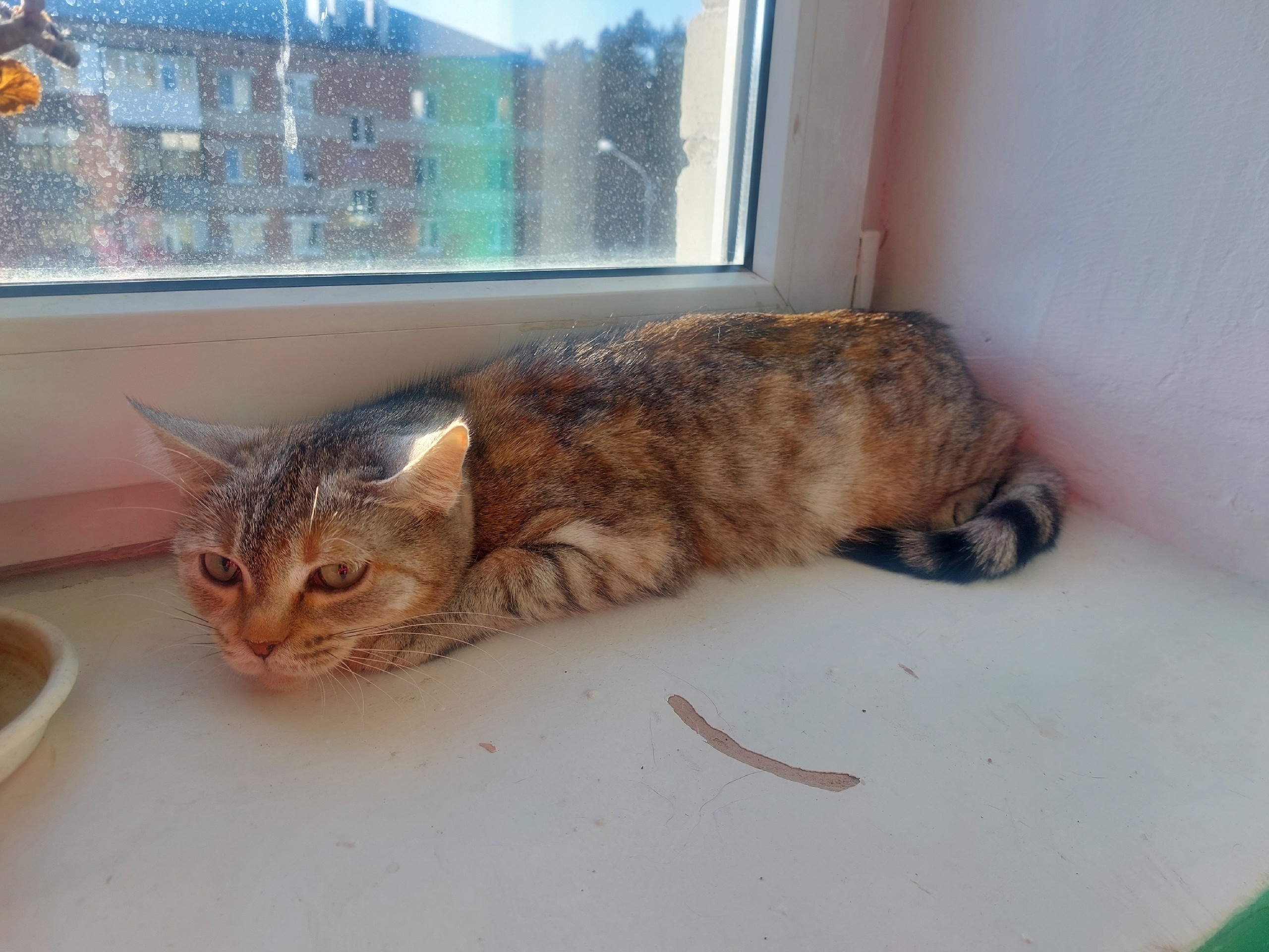 Найдена кошка в Тюмени — фото объявления