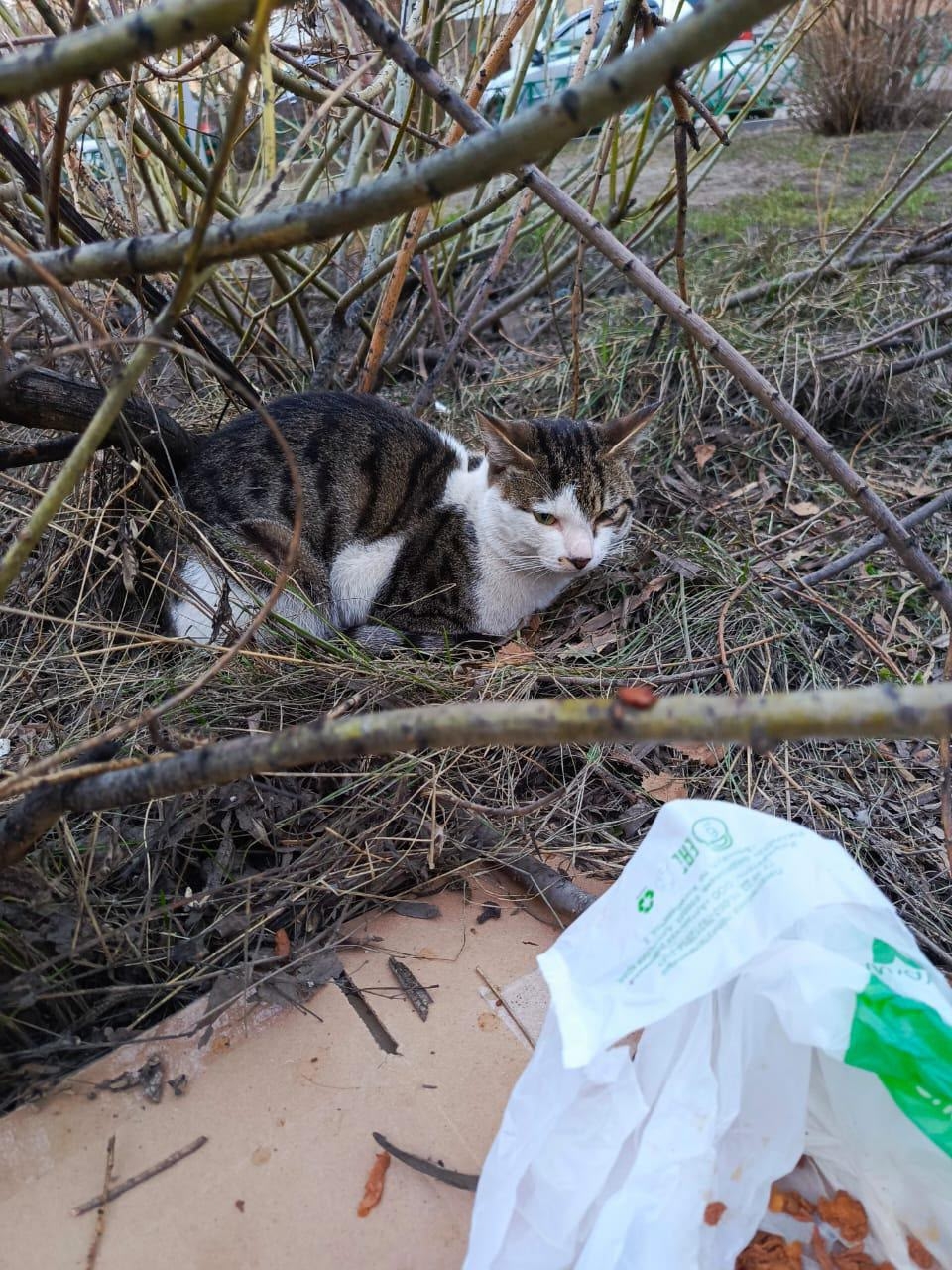 Пропала кошка в Барнауле — фото объявления