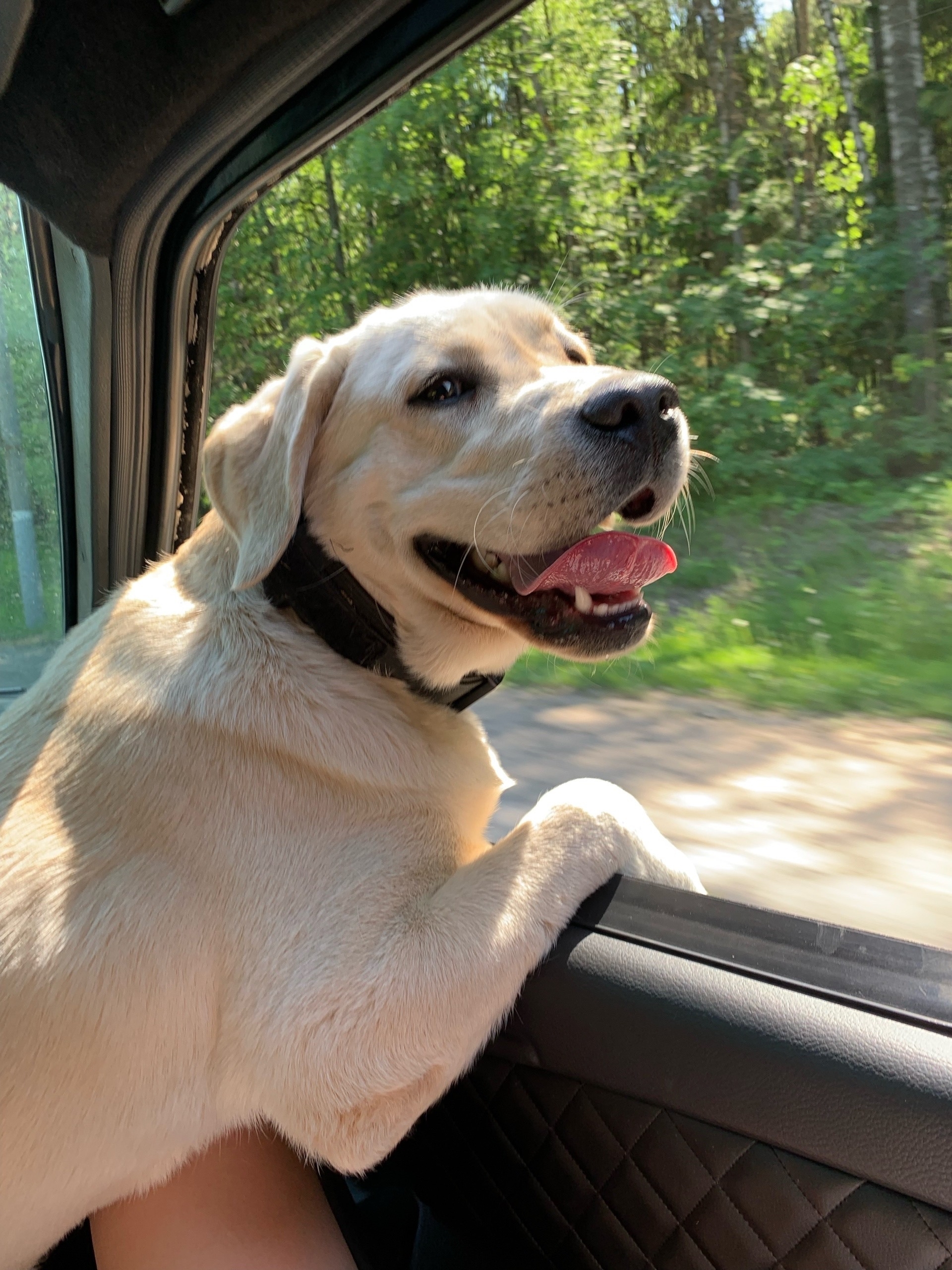 Пропала собака в Ижевске — 🆘 Всех приветствую! 18.04.26 пропал пес мальчик породы лабрадор, последний раз был замечен 17.04.2026…