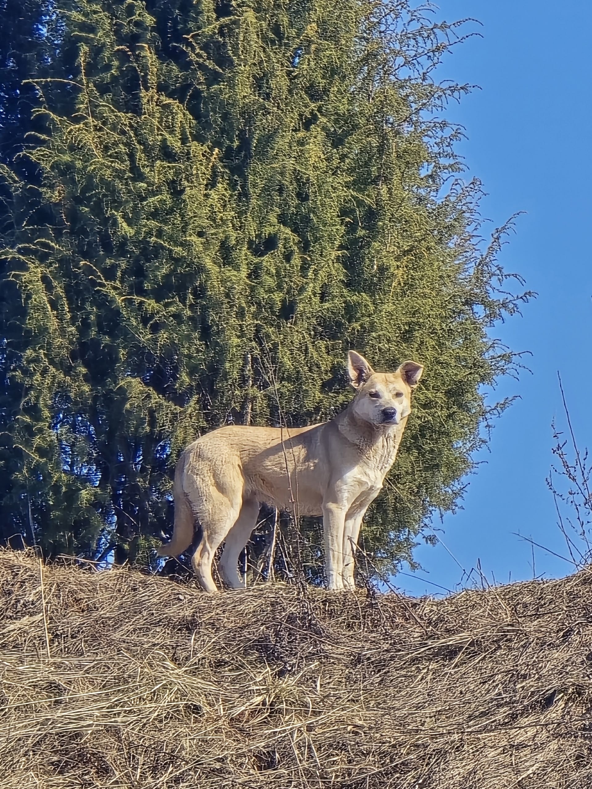 Пропала собака в Ижевске — фото объявления