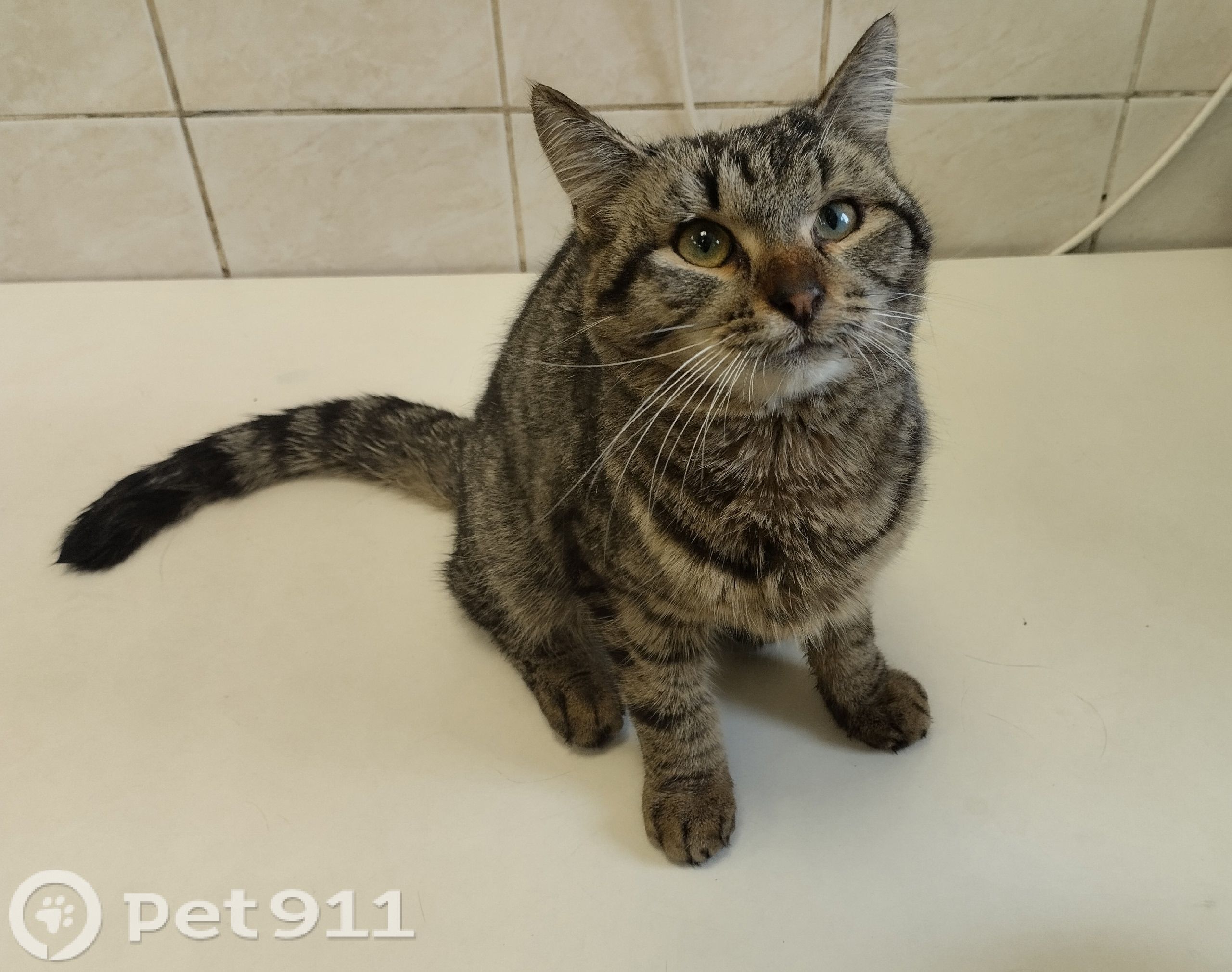 Найдена кошка в Ижевске — фото объявления