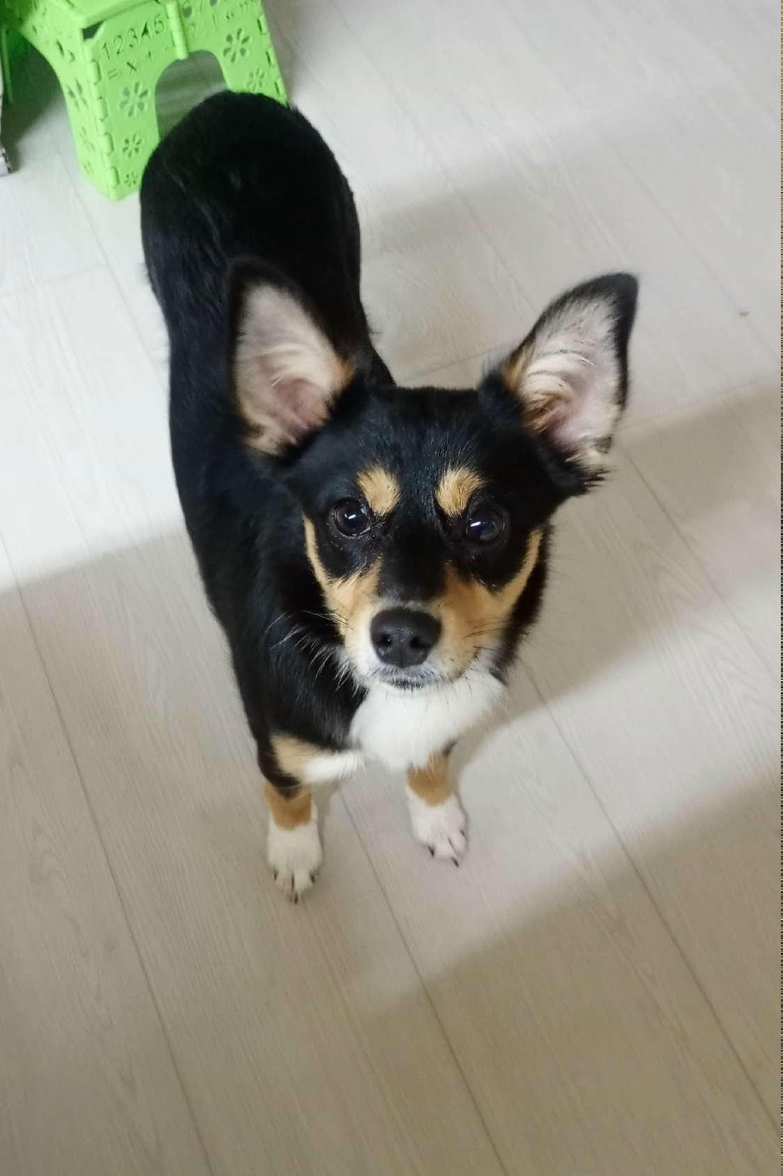 Найдена собака в Ижевске — фото объявления