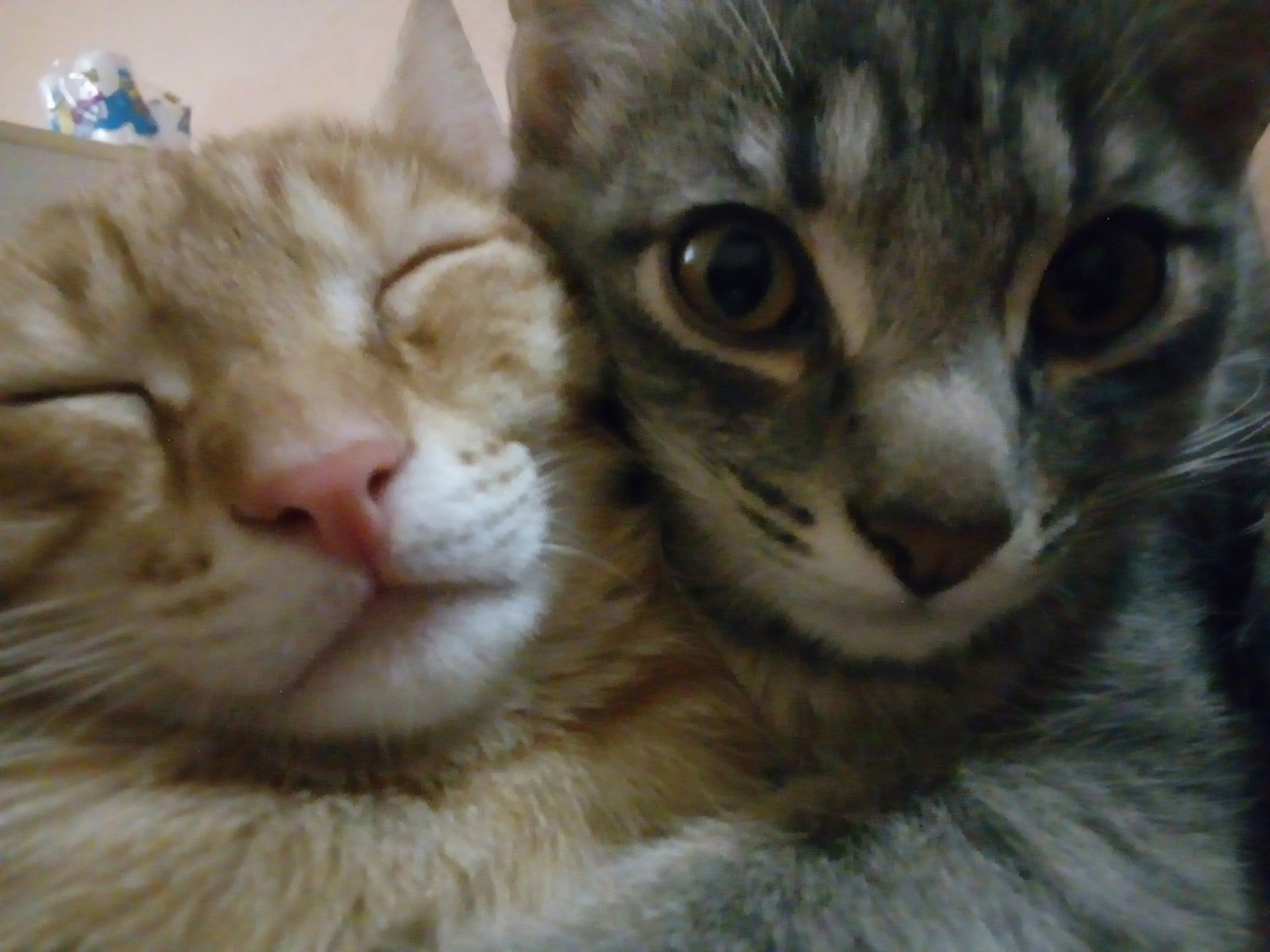 Пропала кошка в Ижевске — фото объявления