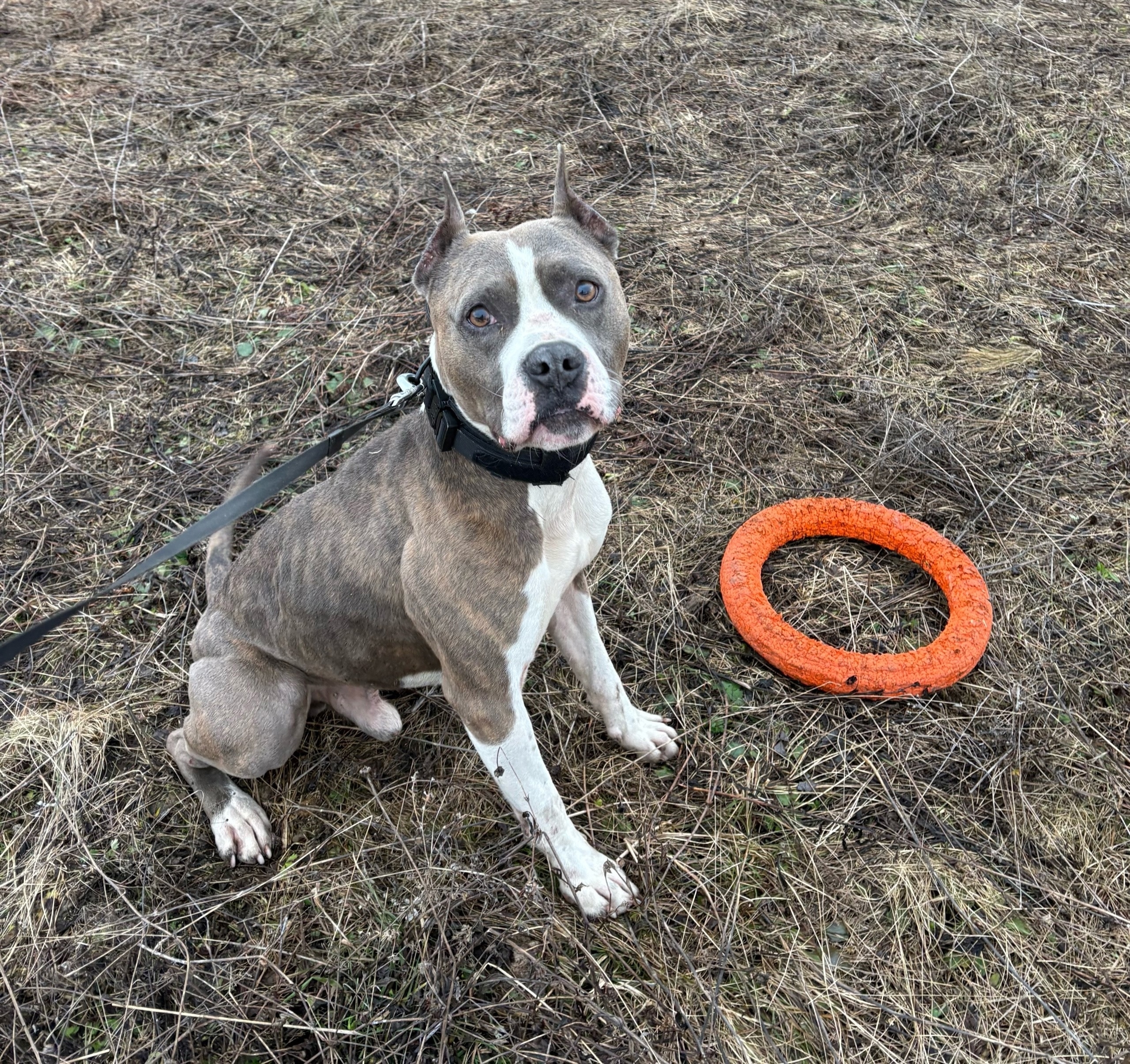 Найдена собака в Ижевске — фото объявления
