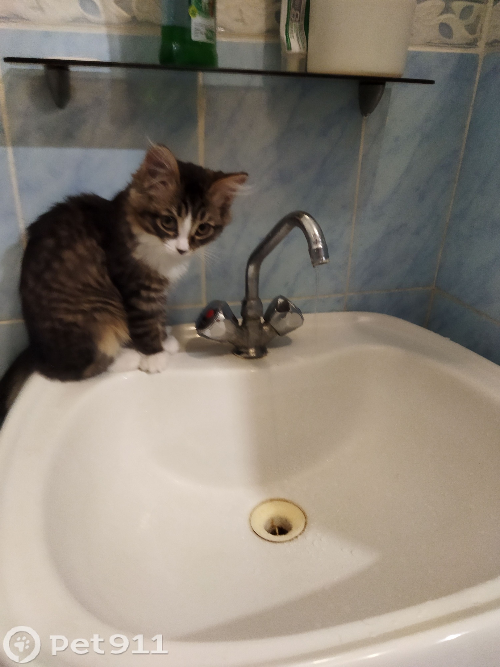 Найдена кошка в Ижевске — фото объявления