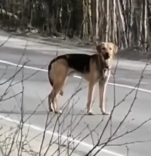 Пропала собака в Мурманске — фото объявления