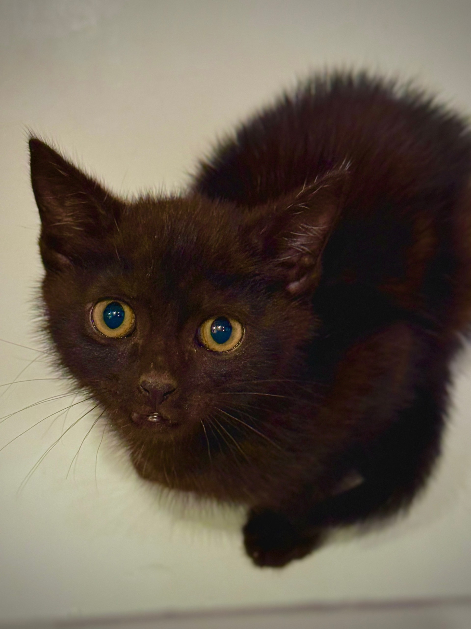 Найдена кошка в Новороссийске — фото объявления