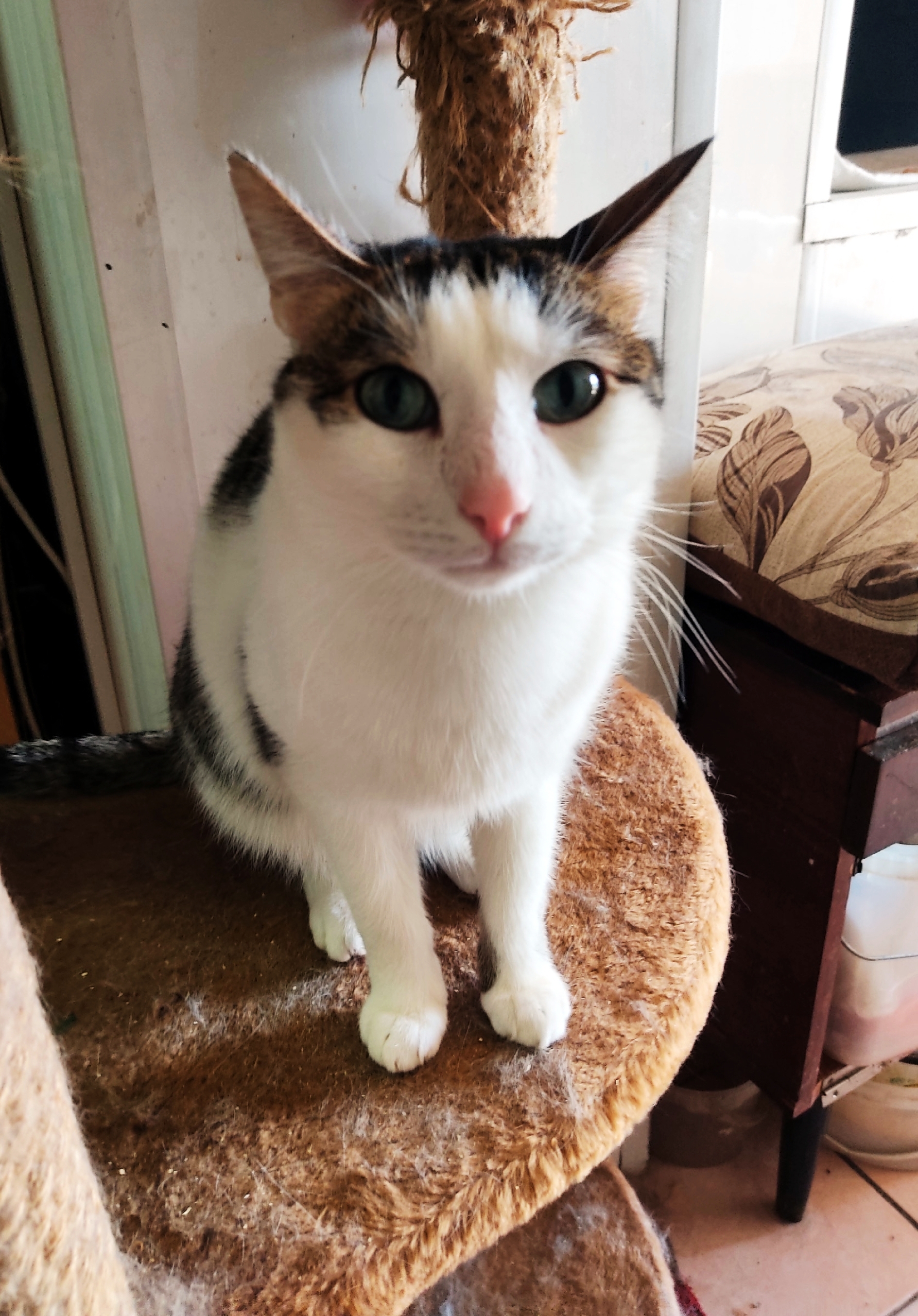 Пропала собака в Магнитогорске — фото объявления