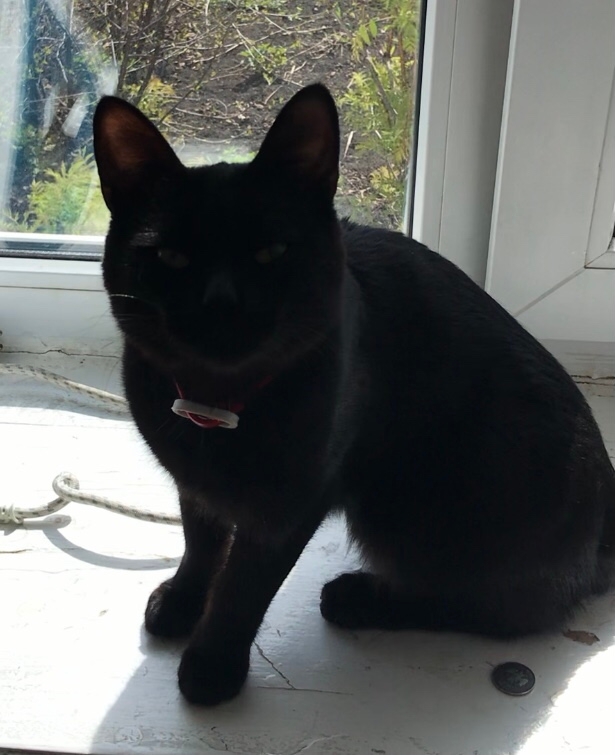 Найдена кошка в Магнитогорске — фото объявления