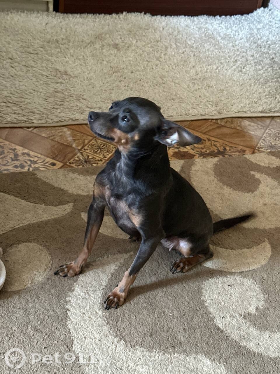 Найдена собака в Твери — фото объявления