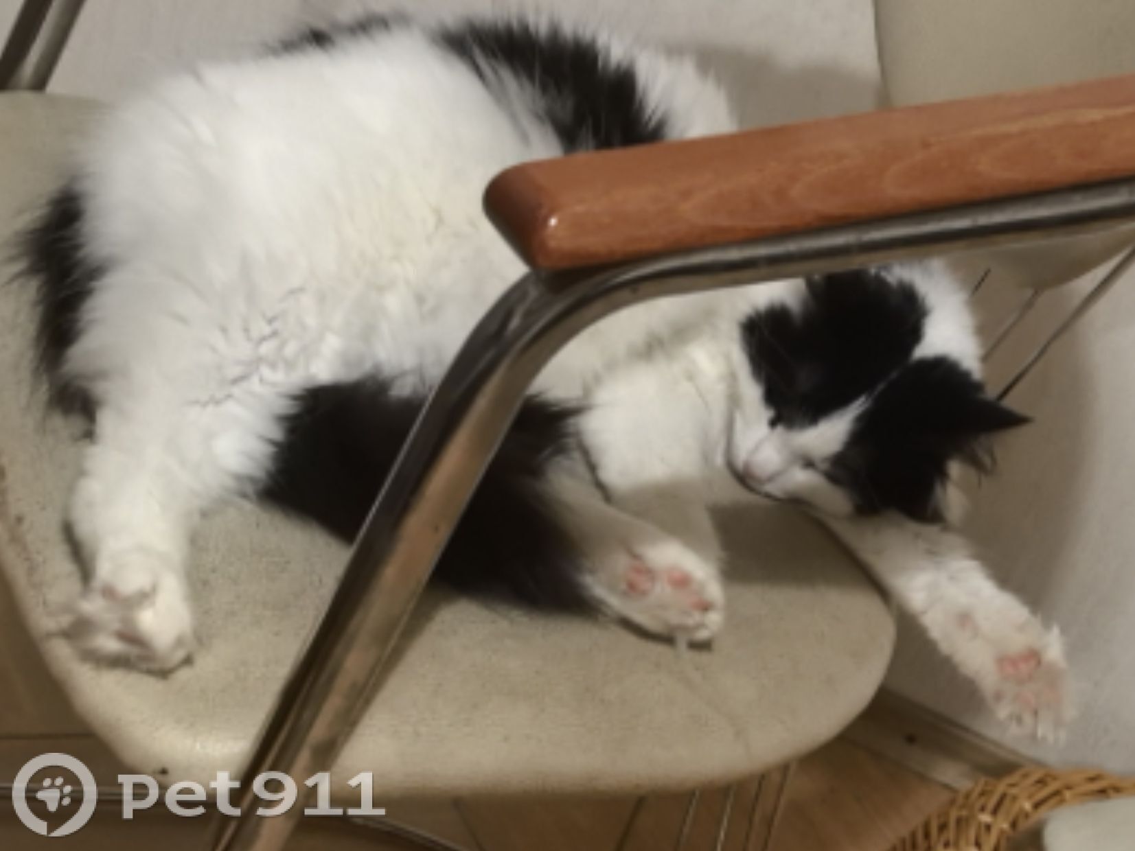 Найдена кошка в Твери — фото объявления