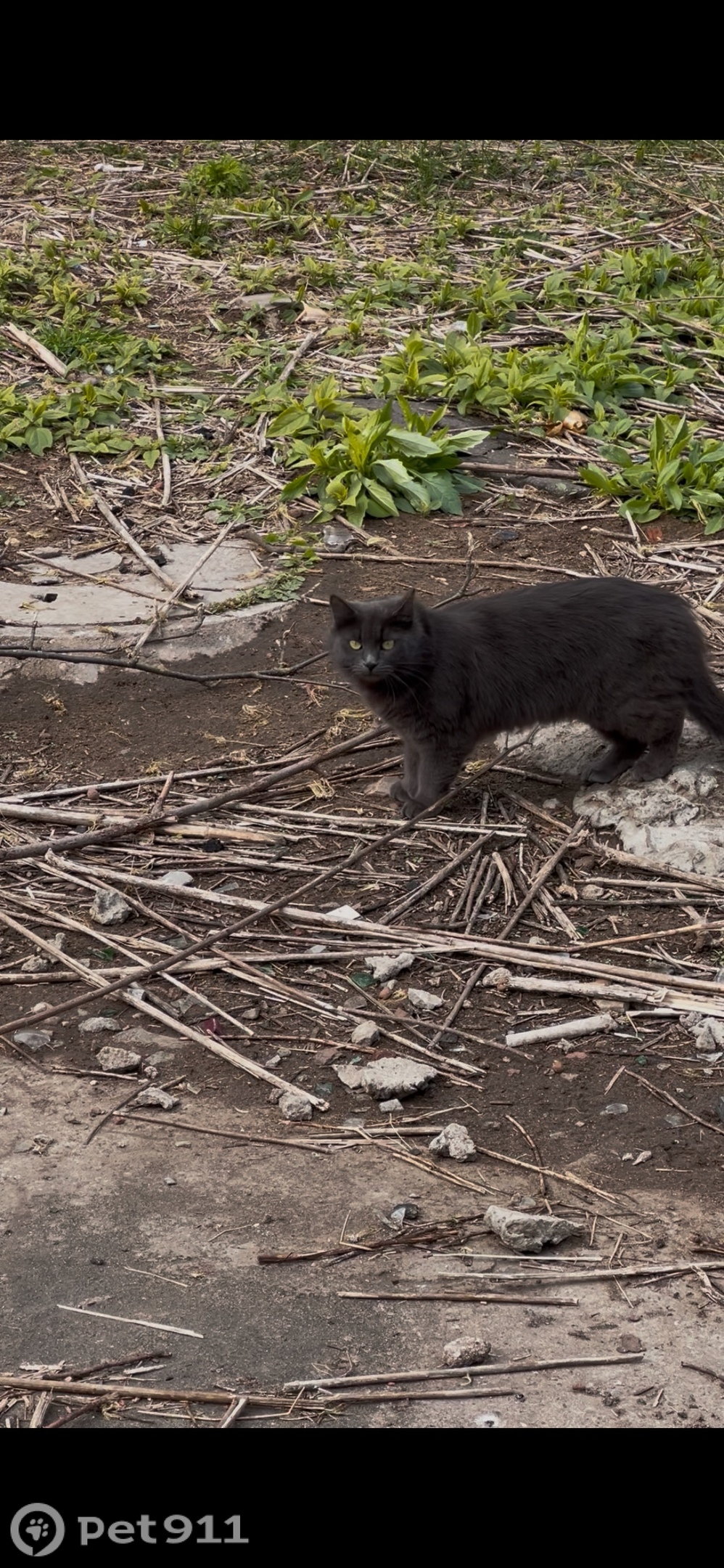 Найдена кошка в Твери — фото объявления