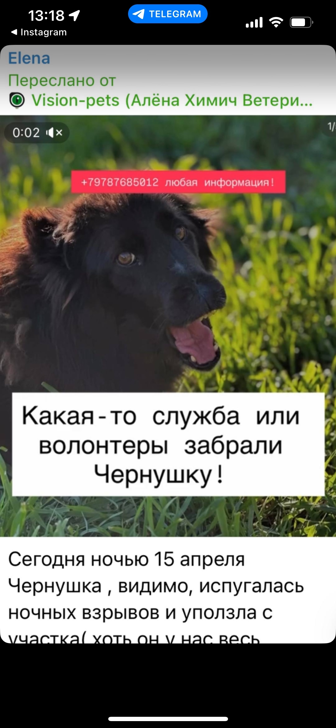 Пропала собака в Симферополе — Сегодня ночью 15 апреля пропала собака, Живописное, район 3 остановки, улица Авангардная. Зовут…