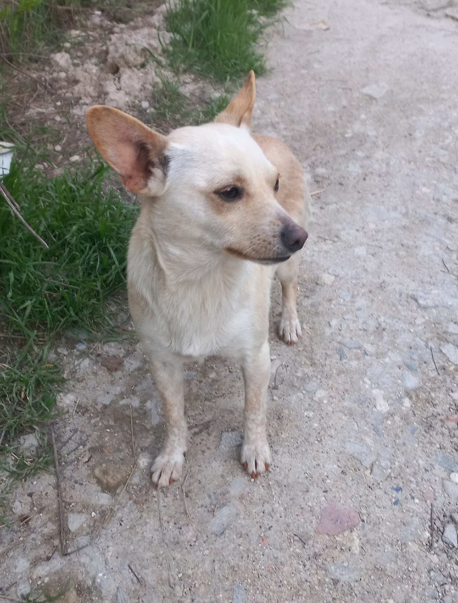 Объявление о питомце в Симферополе — фото объявления