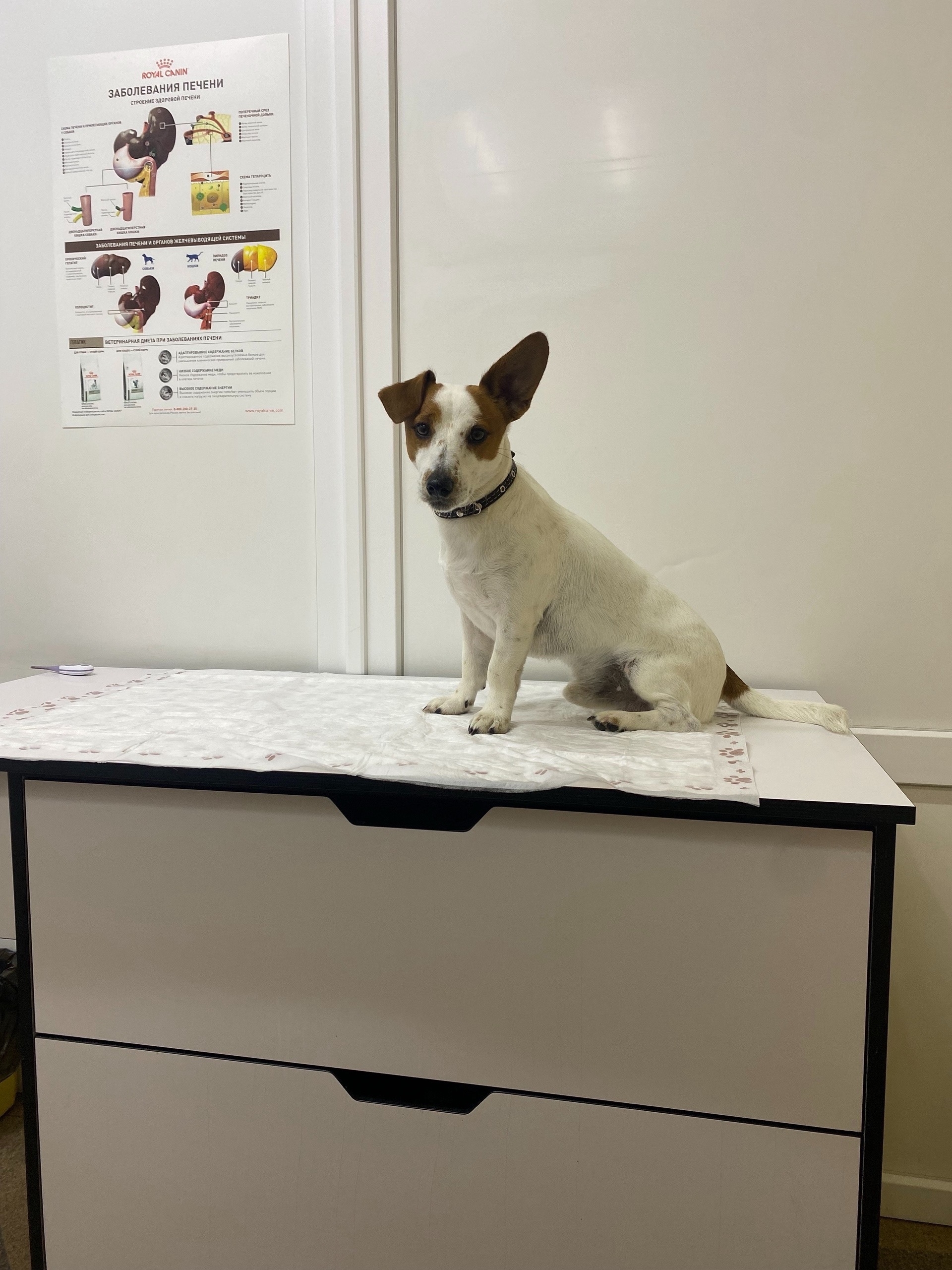 Найдена собака в Симферополе — фото объявления