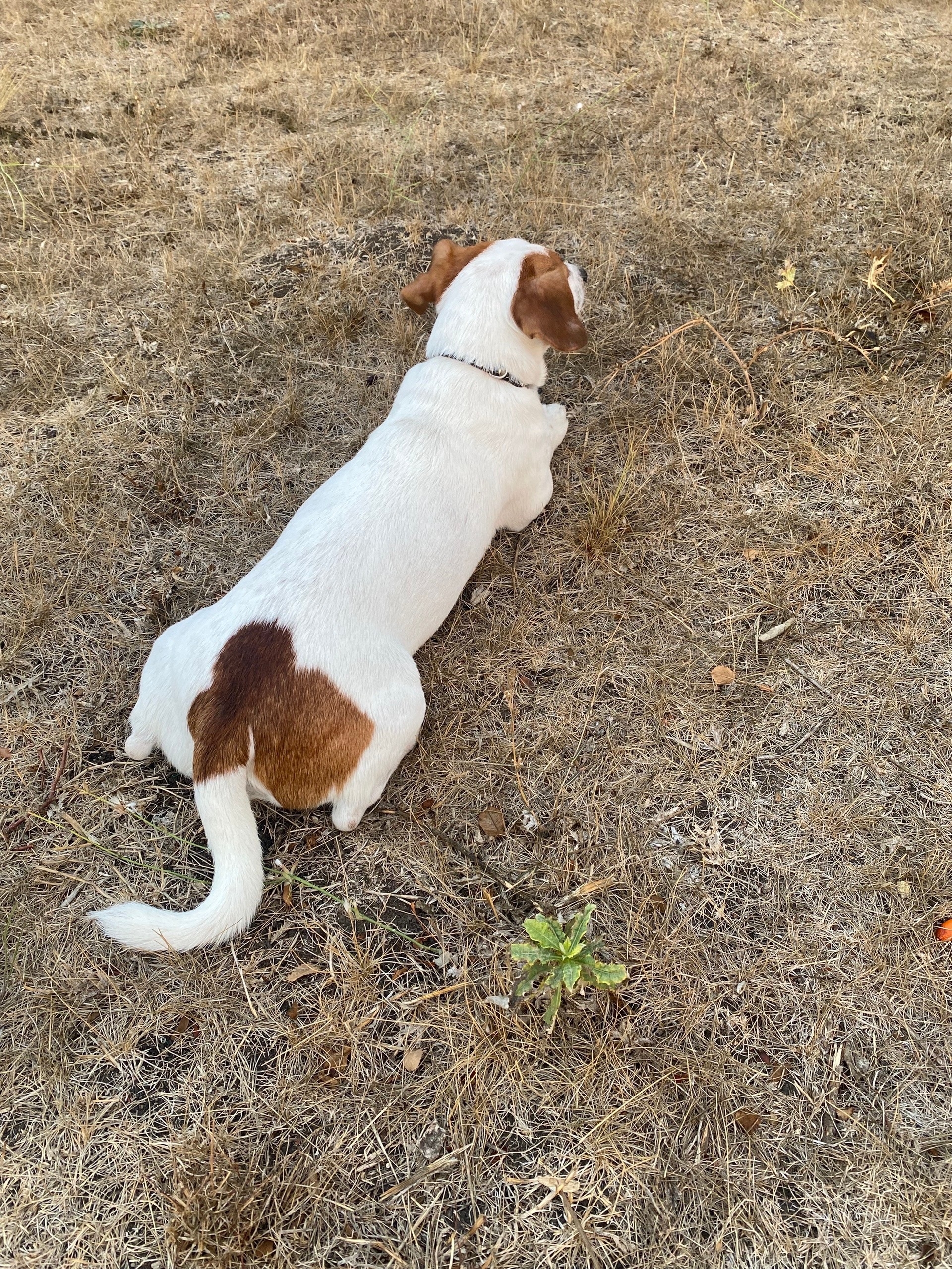 Объявление о питомце в Симферополе — фото объявления