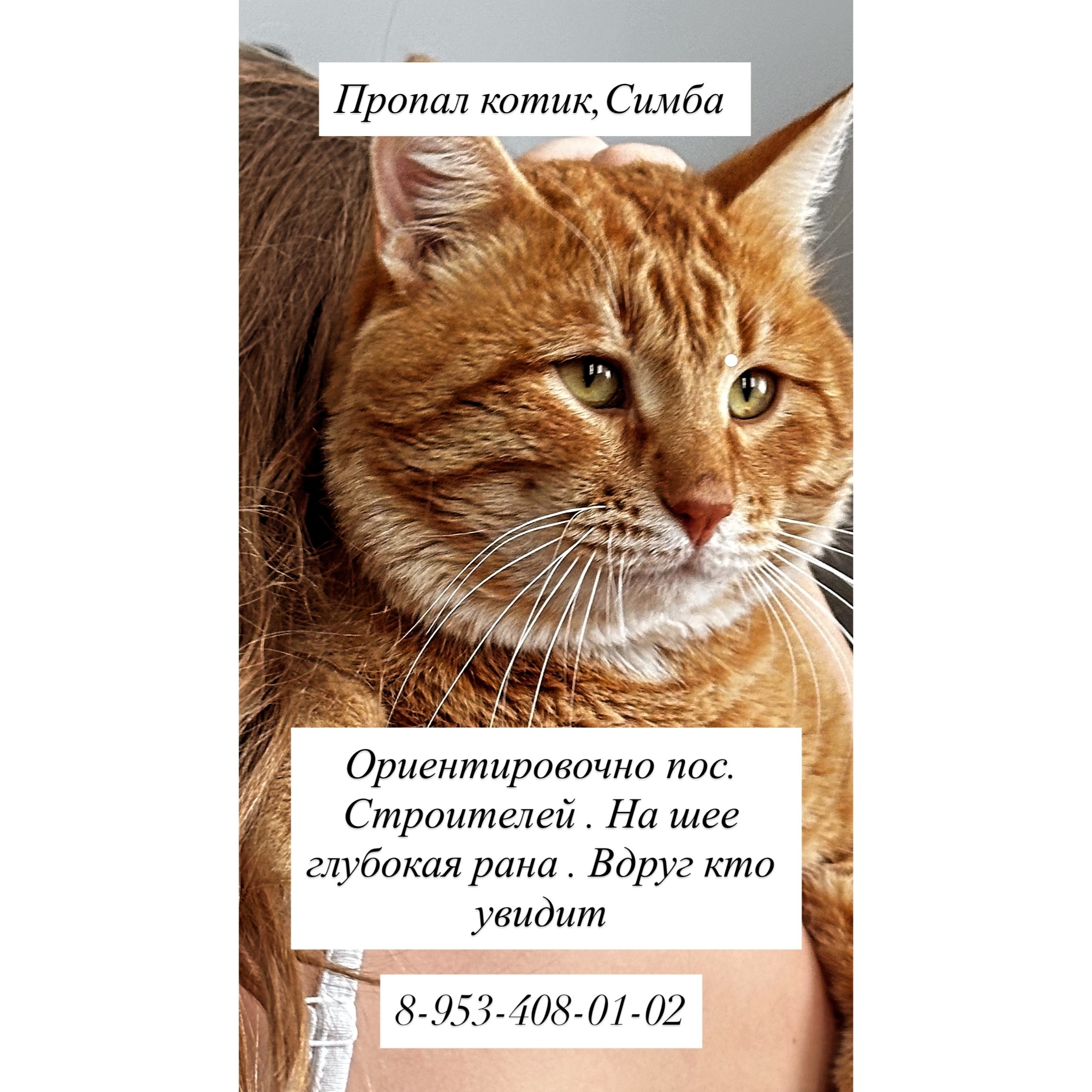 Объявление о питомце в Нижнекамске — фото объявления