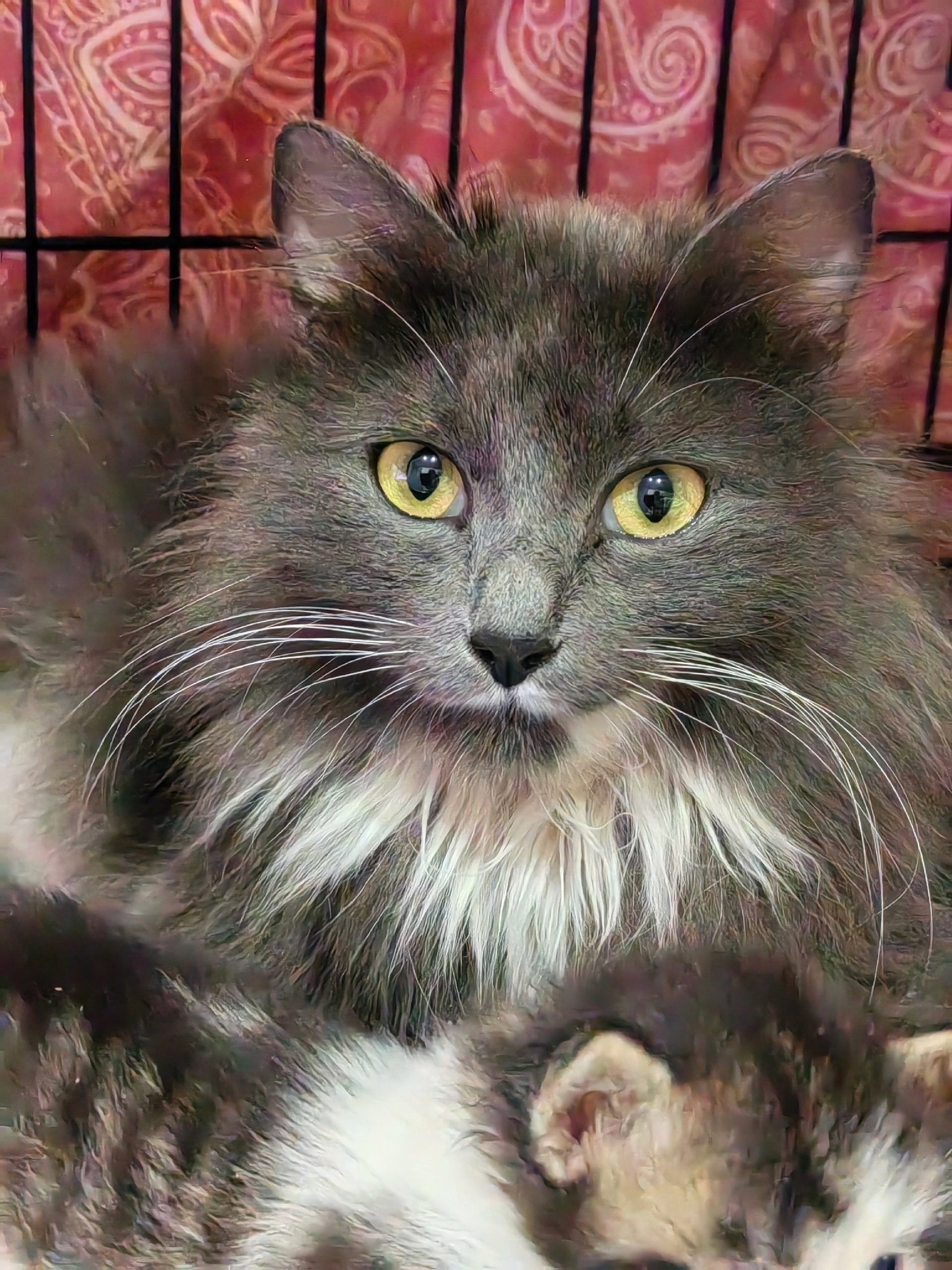 Пропала кошка в Архангельске — Засиделась красавица Бриша в приюте. Очень ласковая к человеку кошечка, когда гладишь, вся…